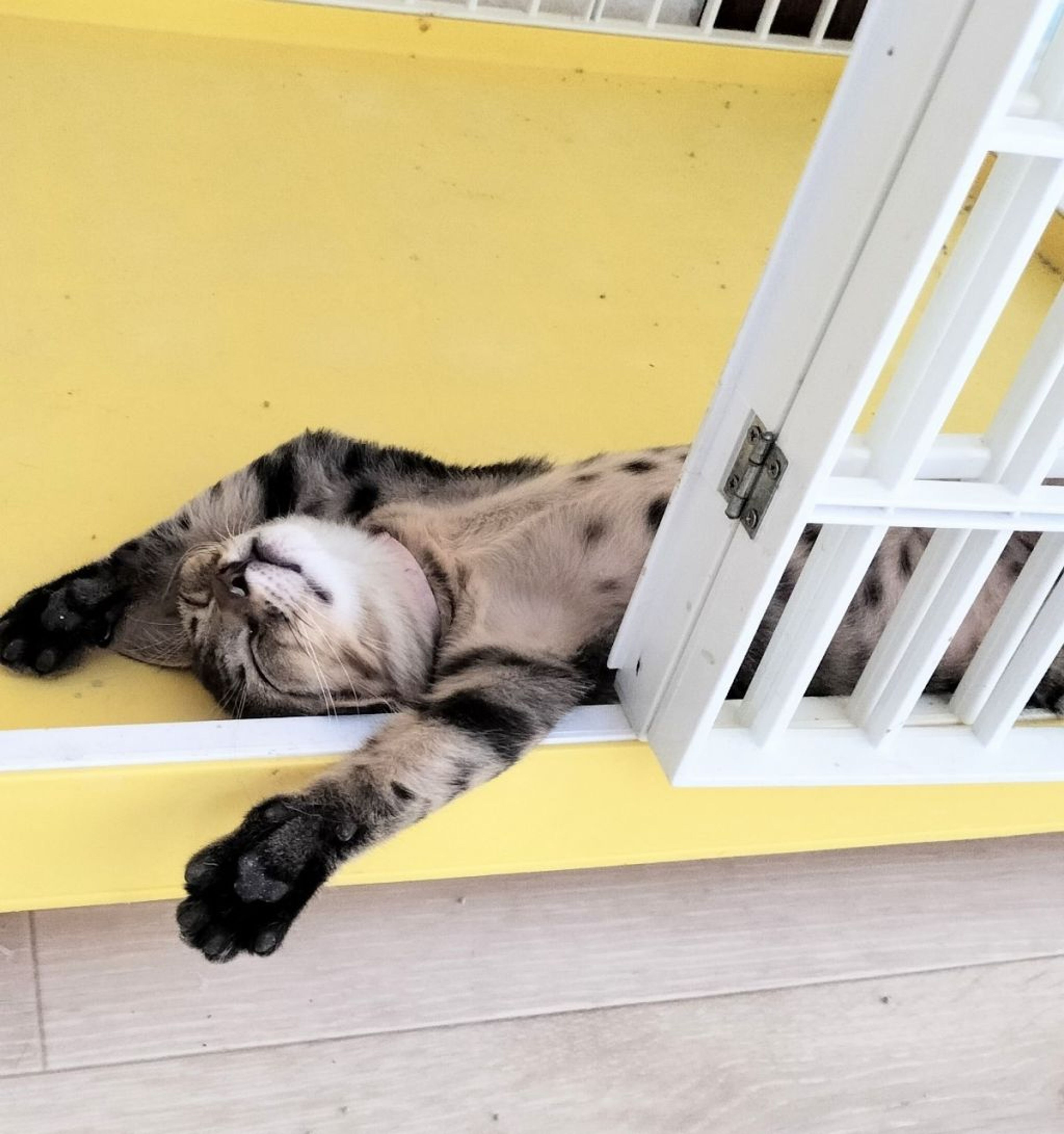 pet-image-7