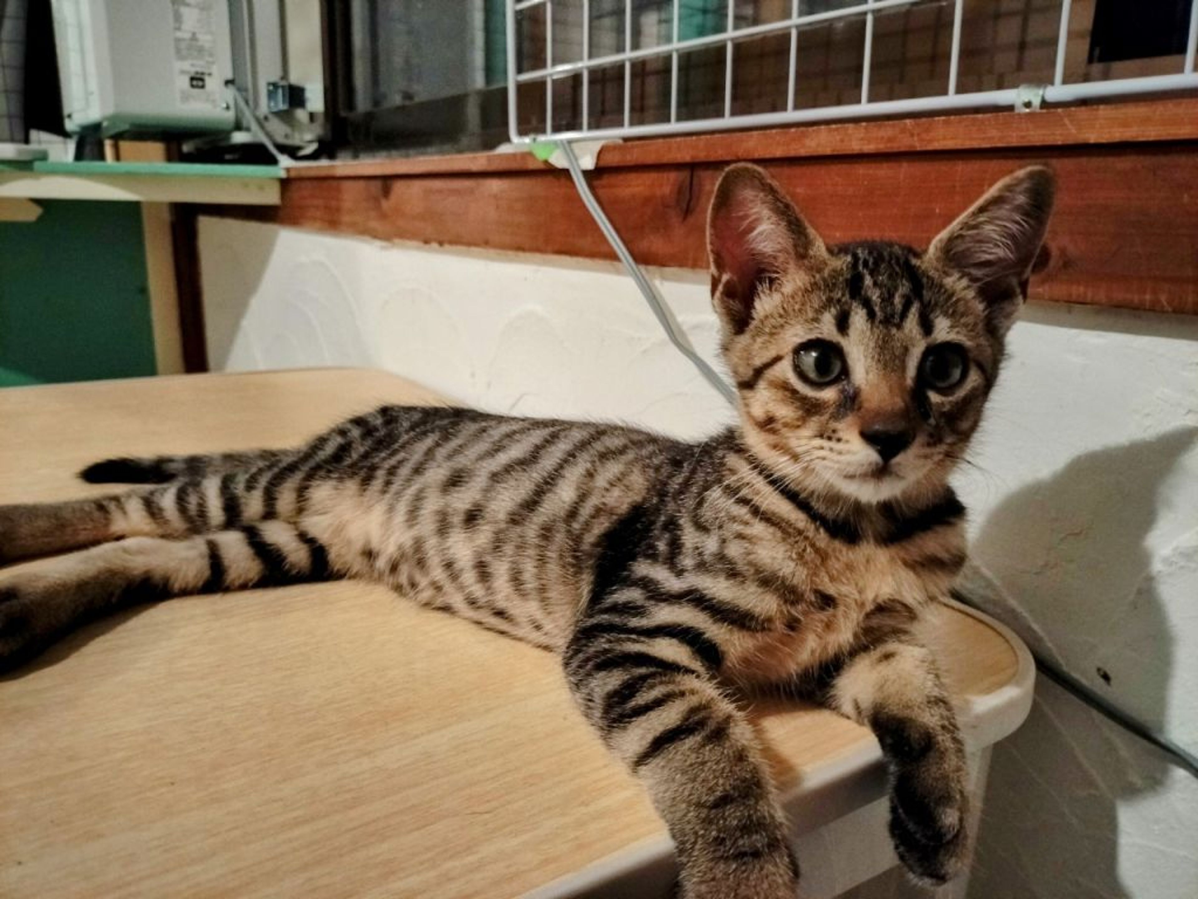 pet-image-9