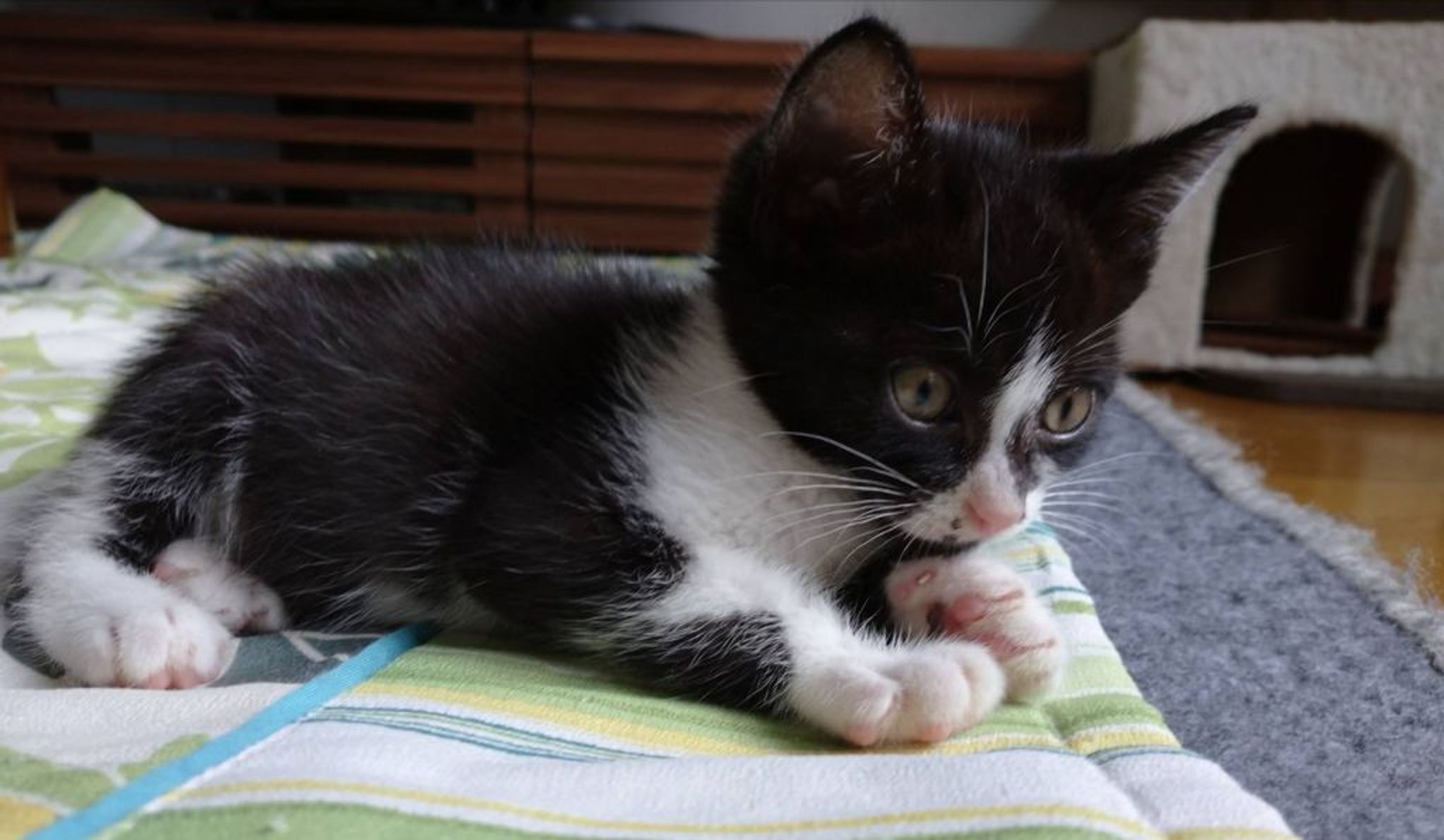pet-image-2
