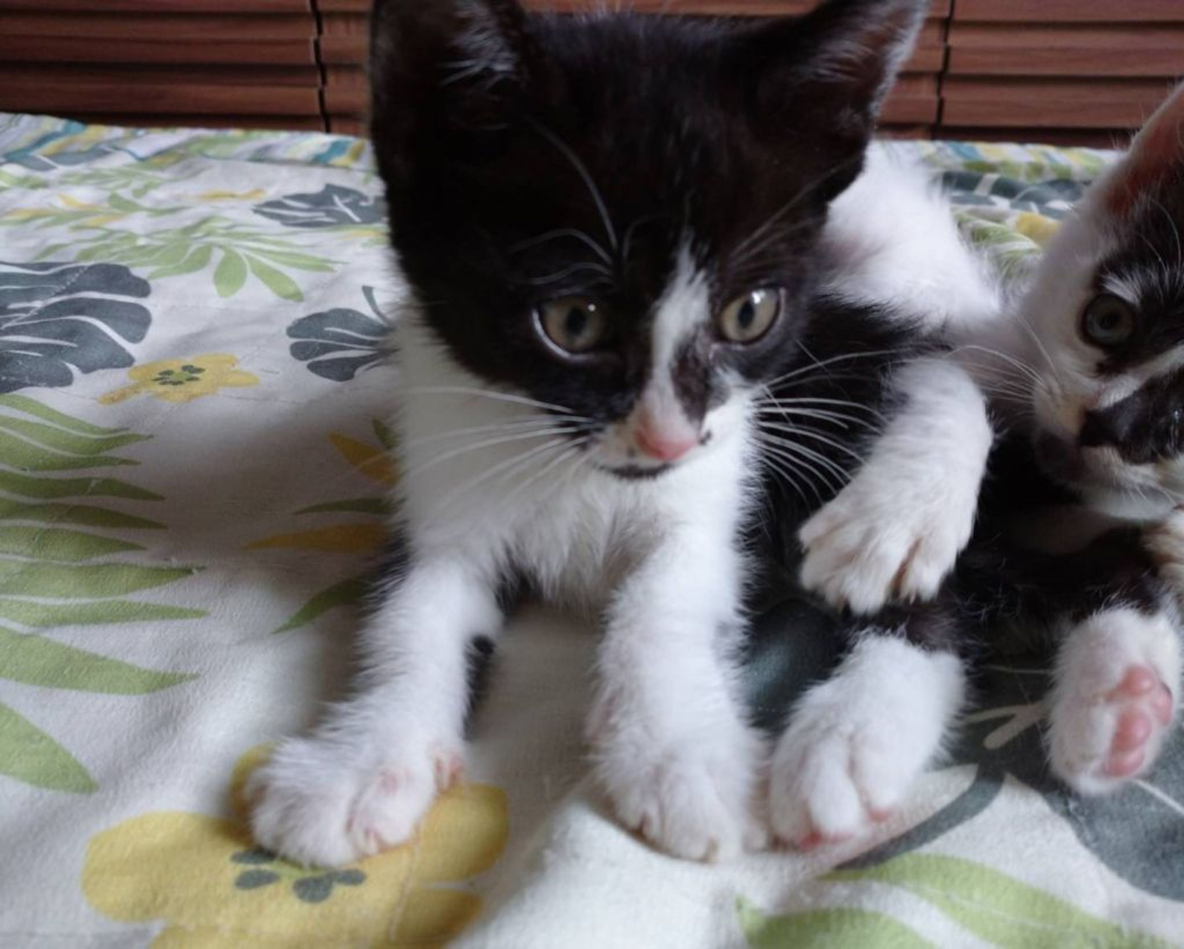 pet-image-3