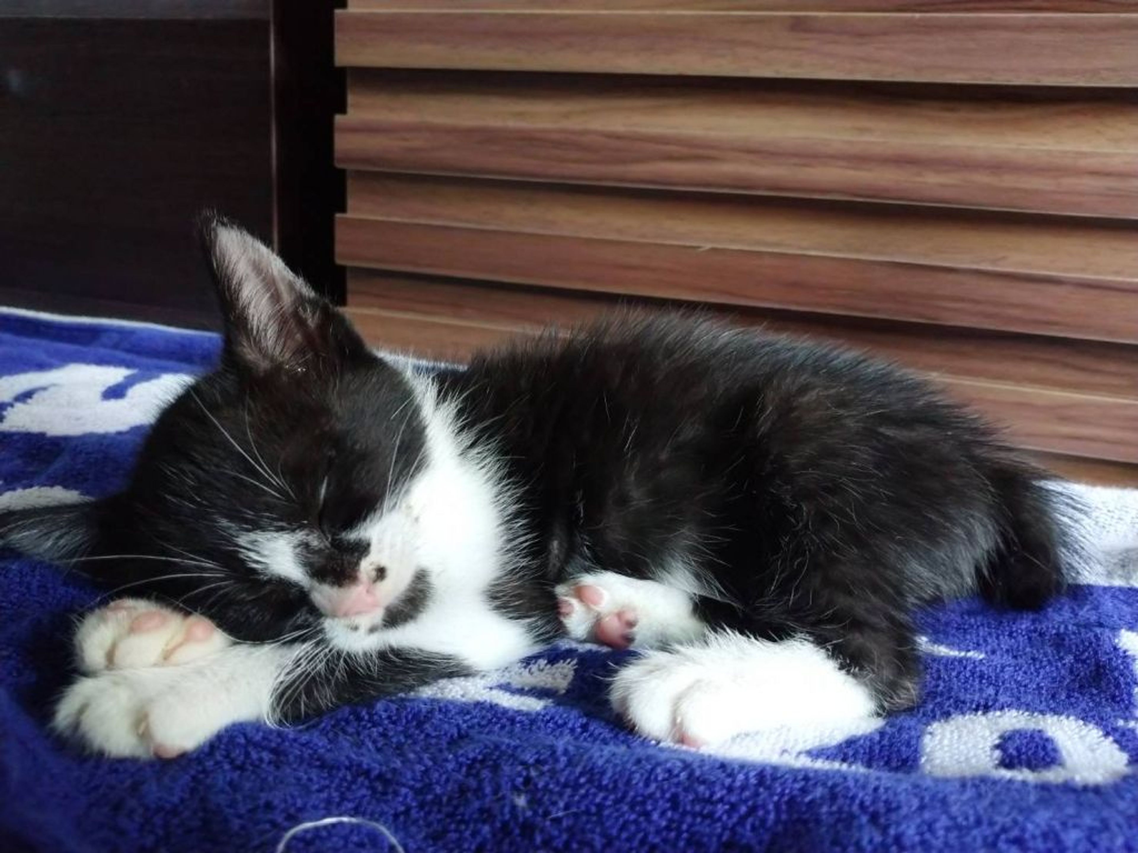 pet-image-4