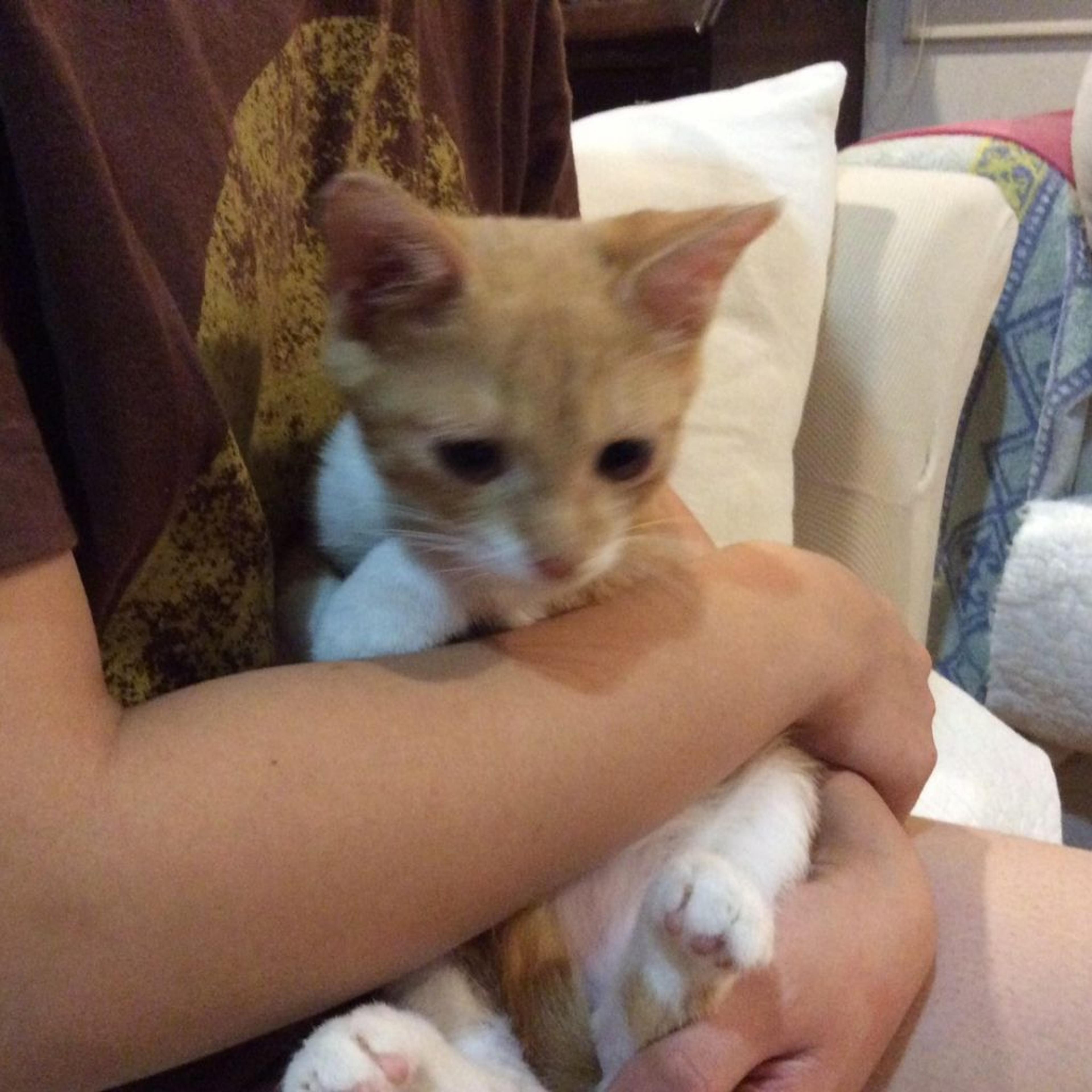 pet-image-2