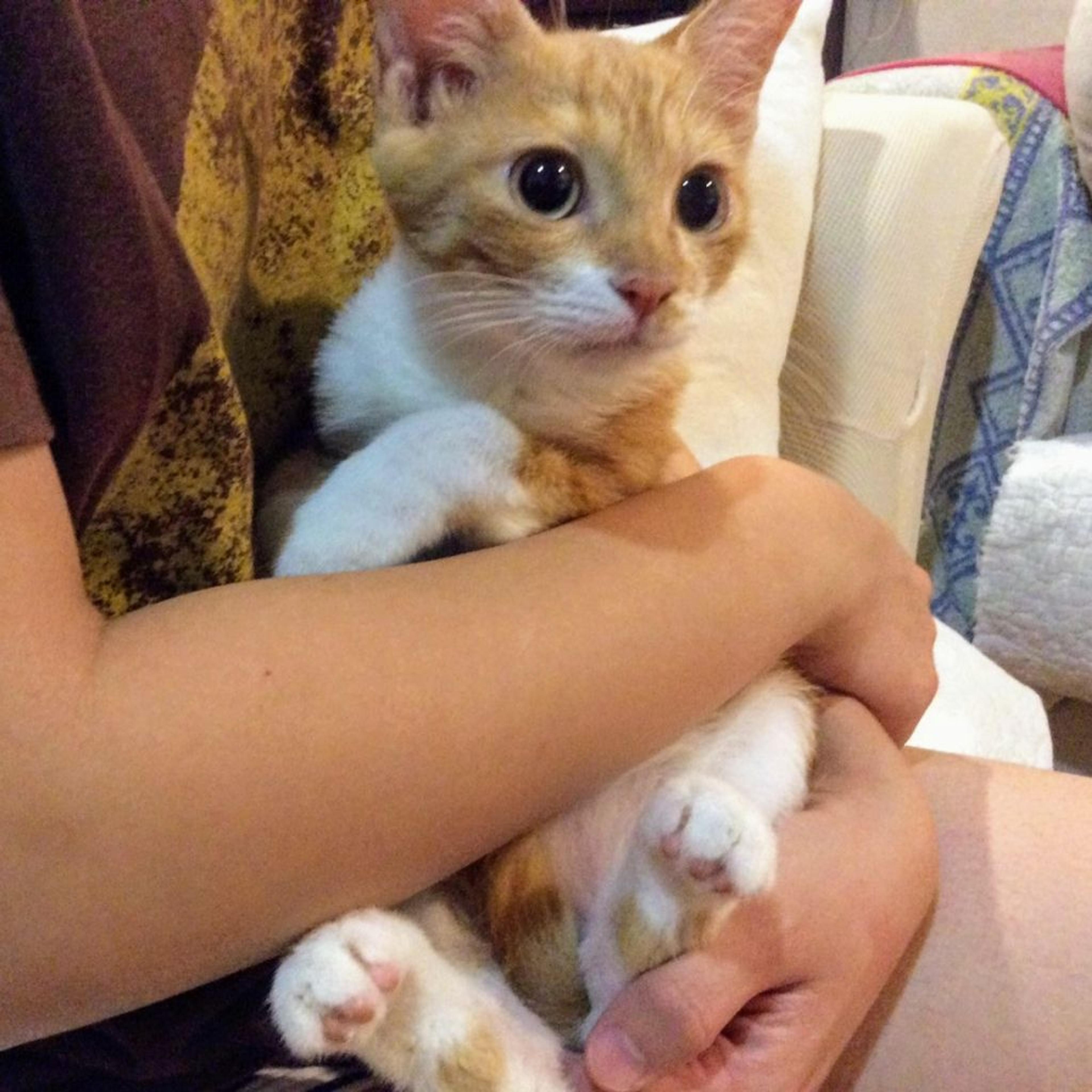 pet-image-3