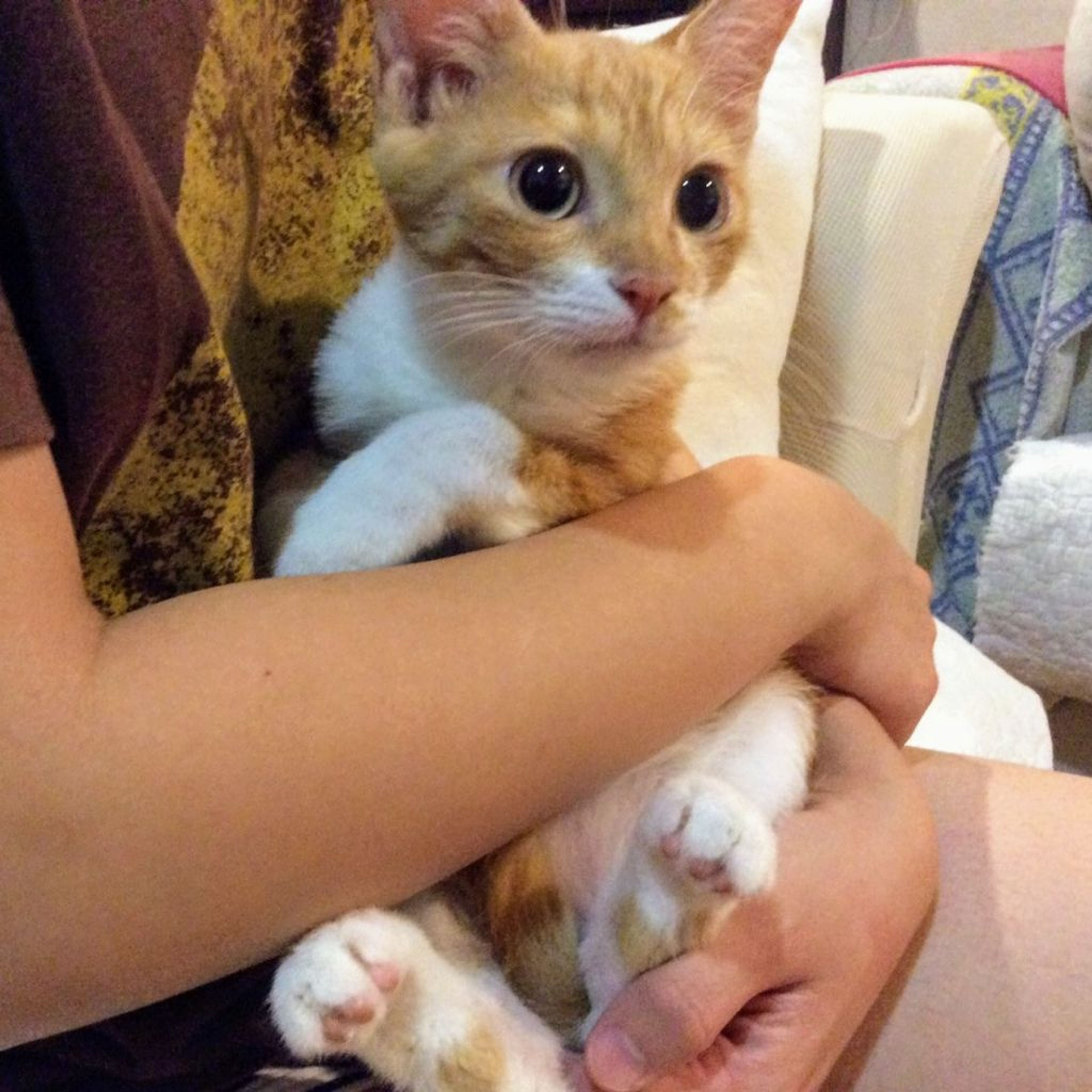 pet-image-3
