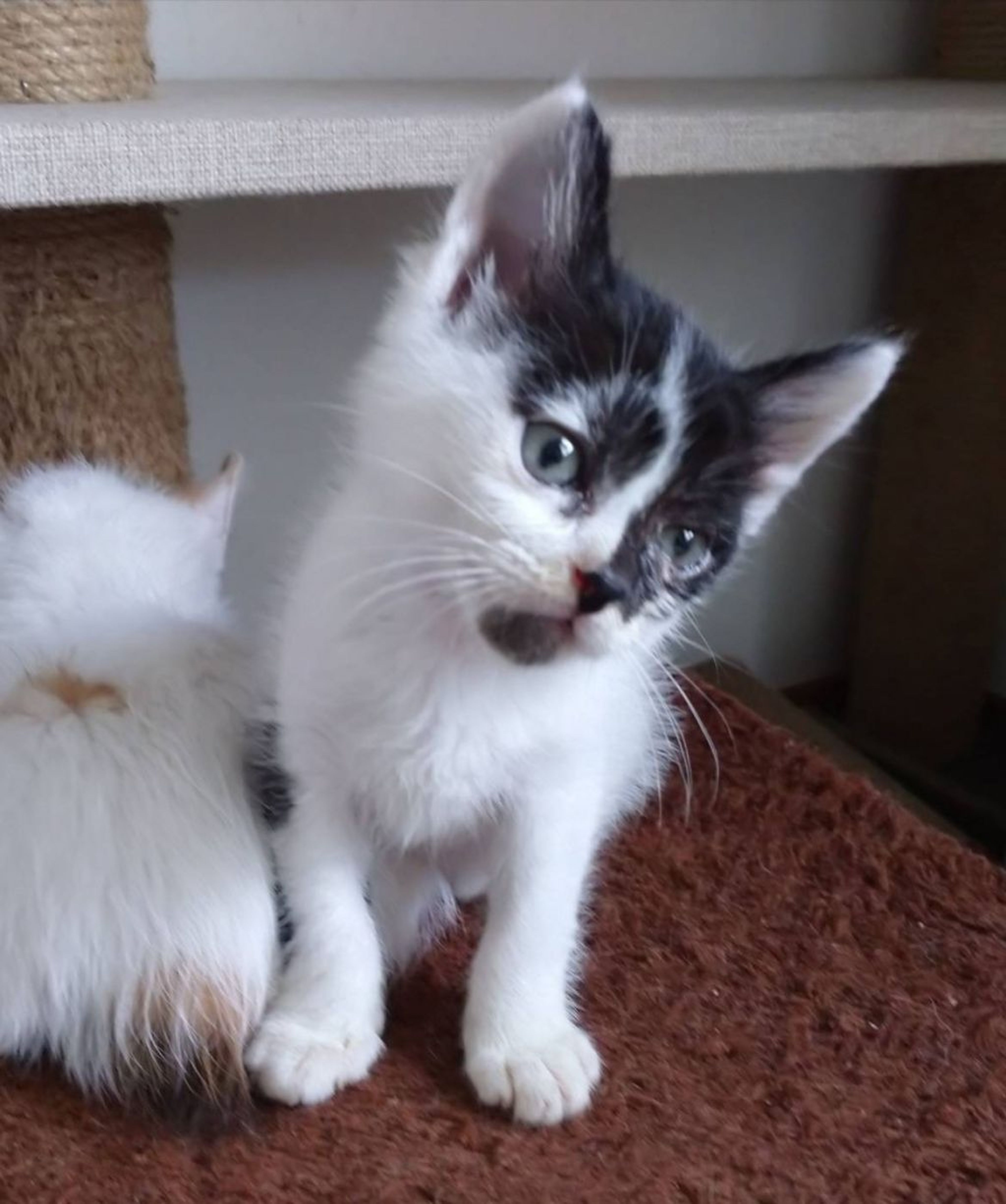 pet-image-2