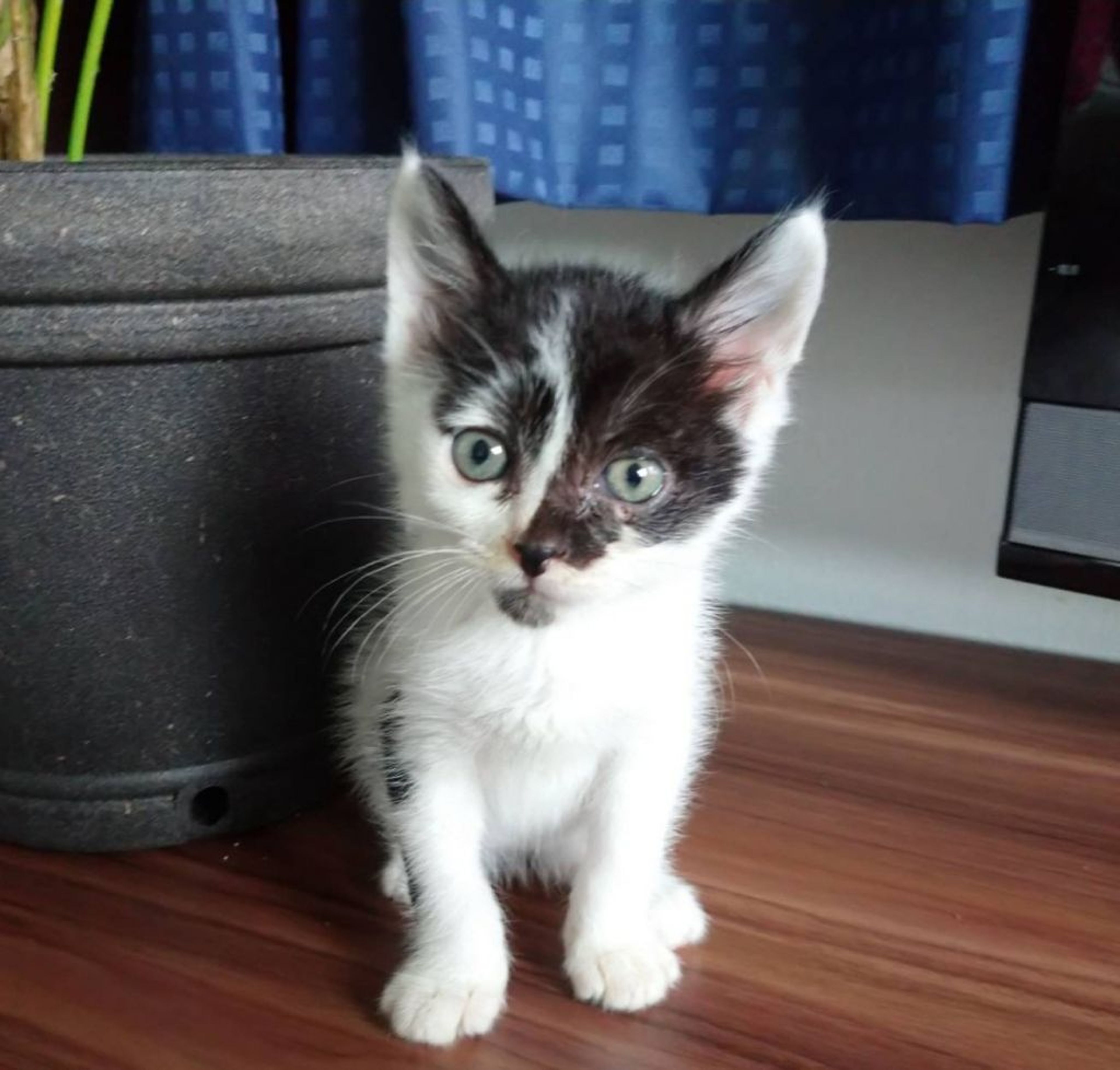 pet-image-3