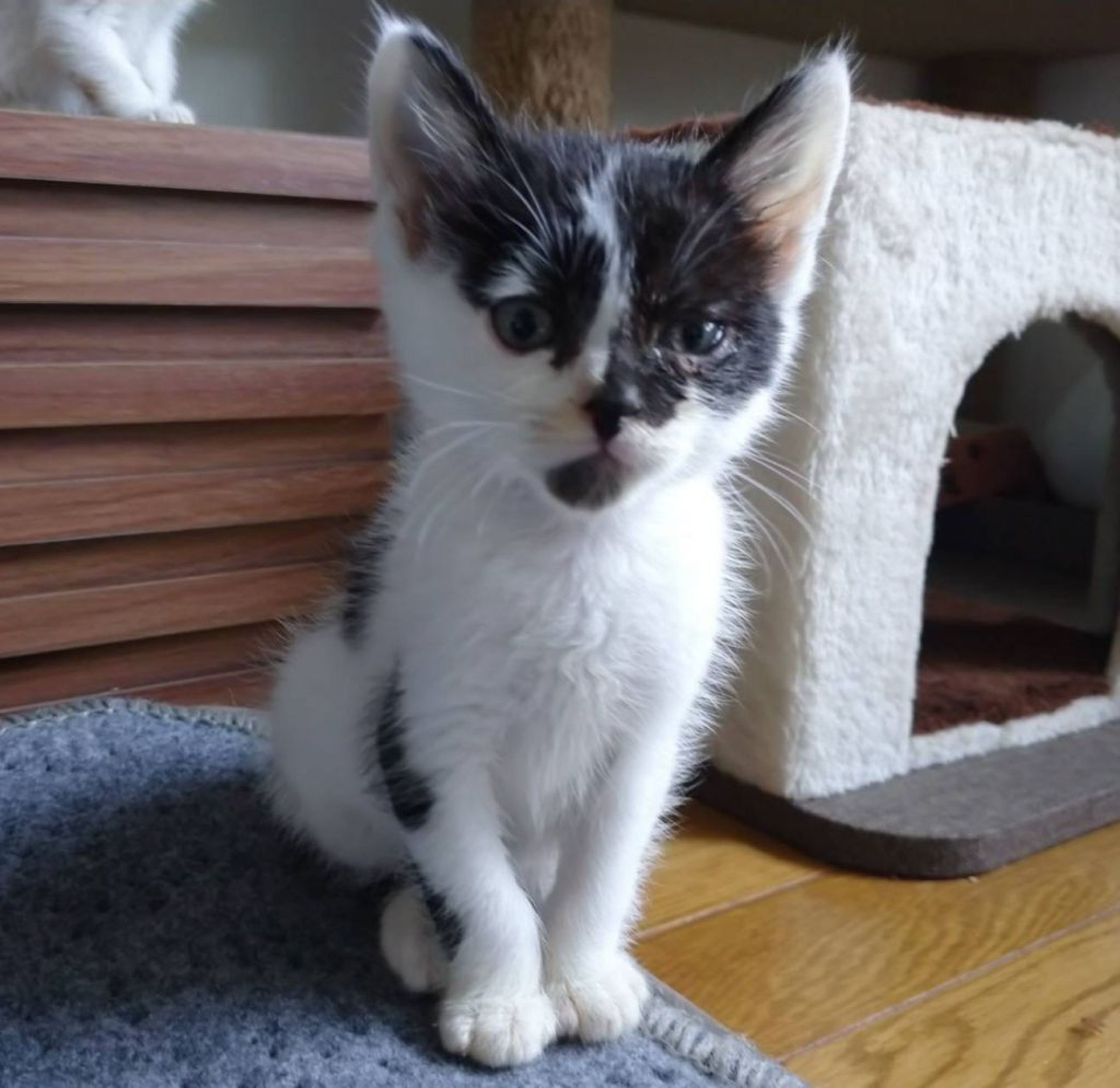 pet-image-4