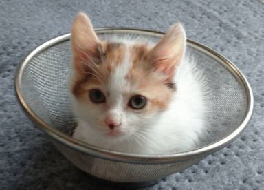 うたの写真