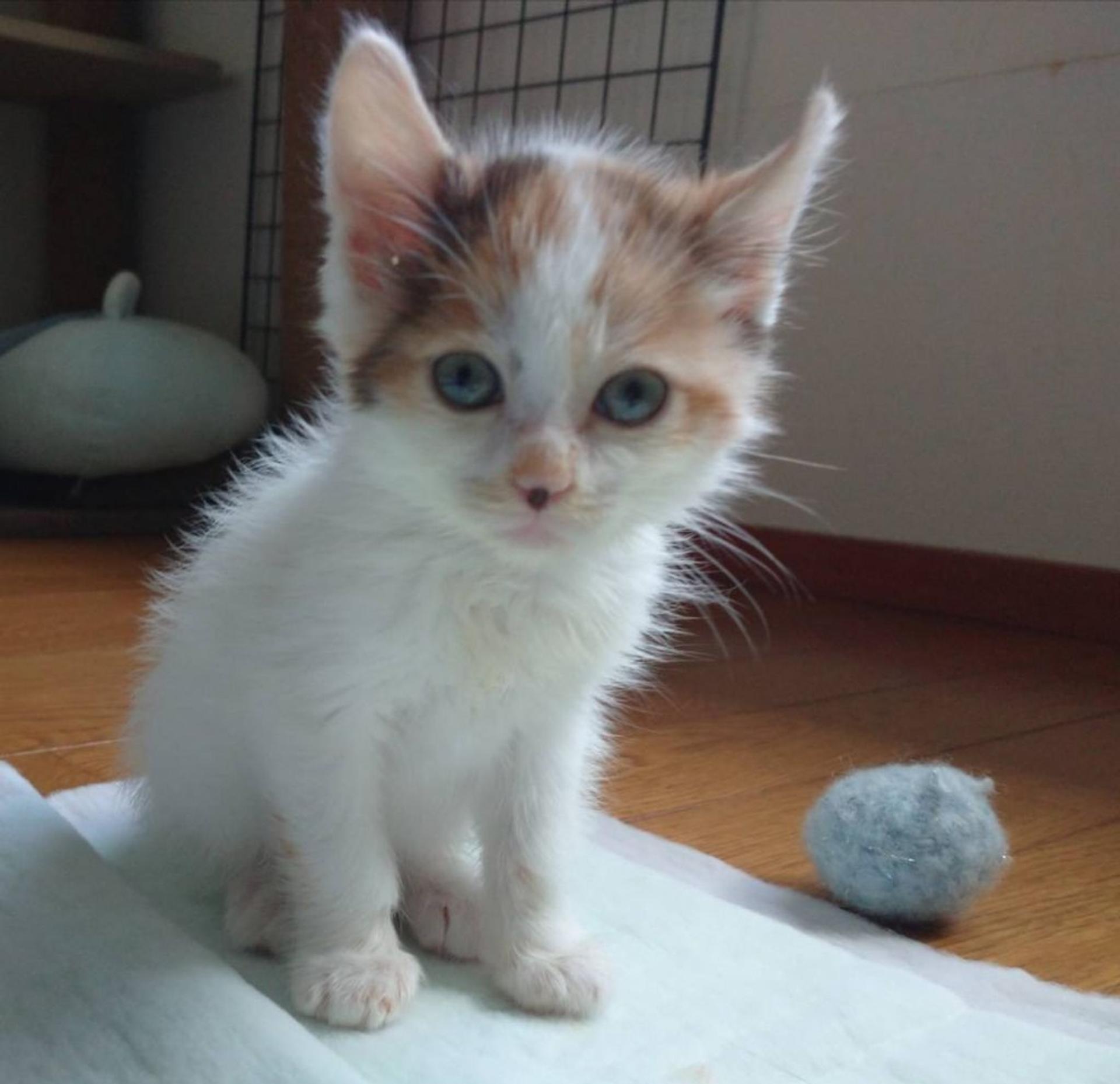 pet-image-2