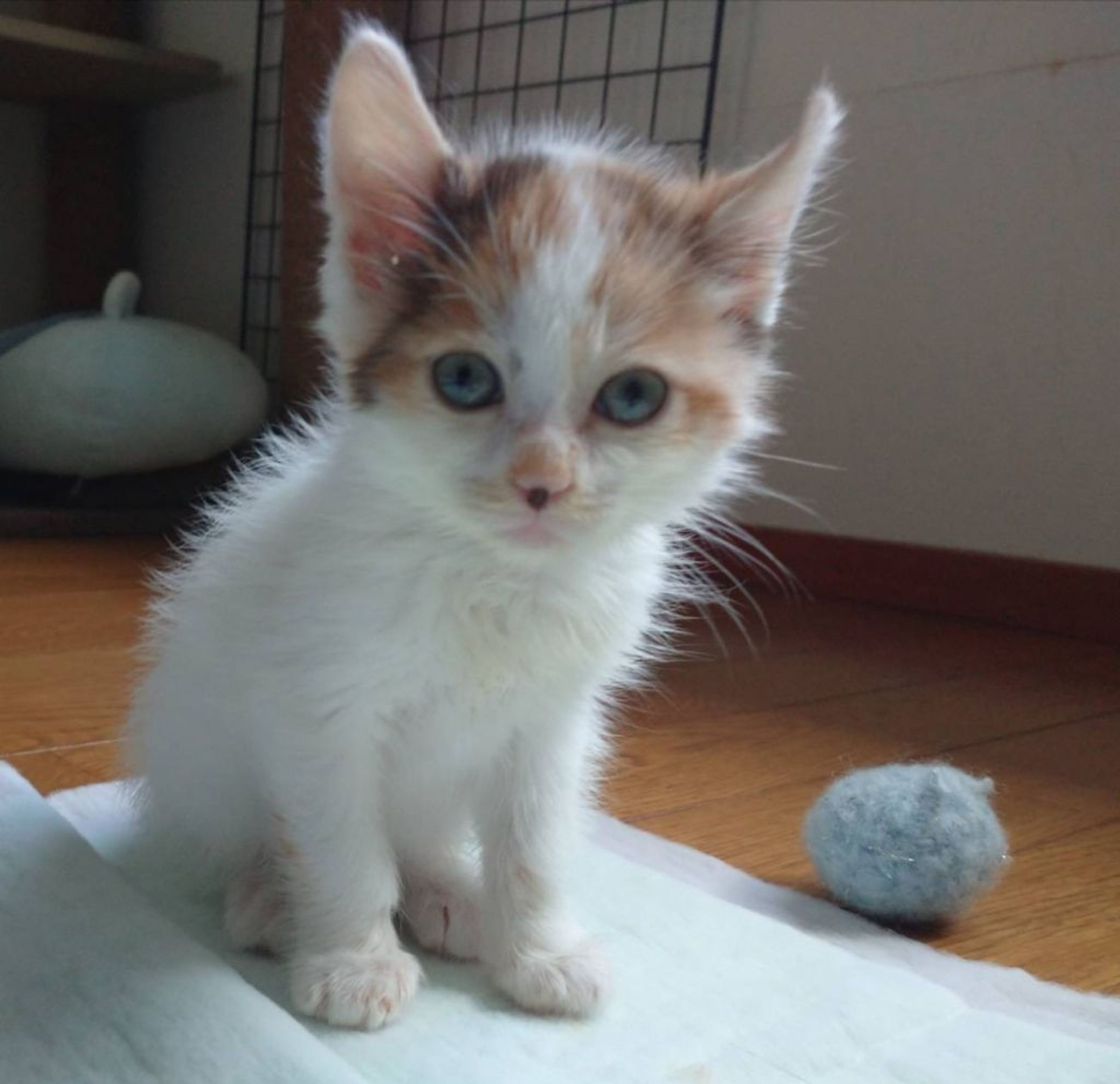 pet-image-2
