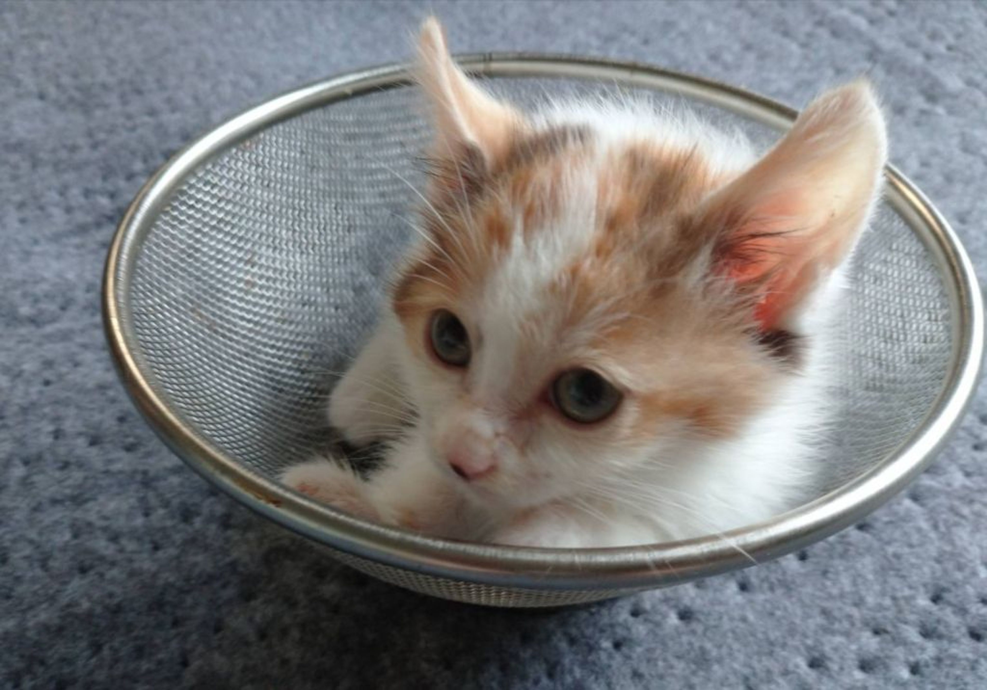 pet-image-3
