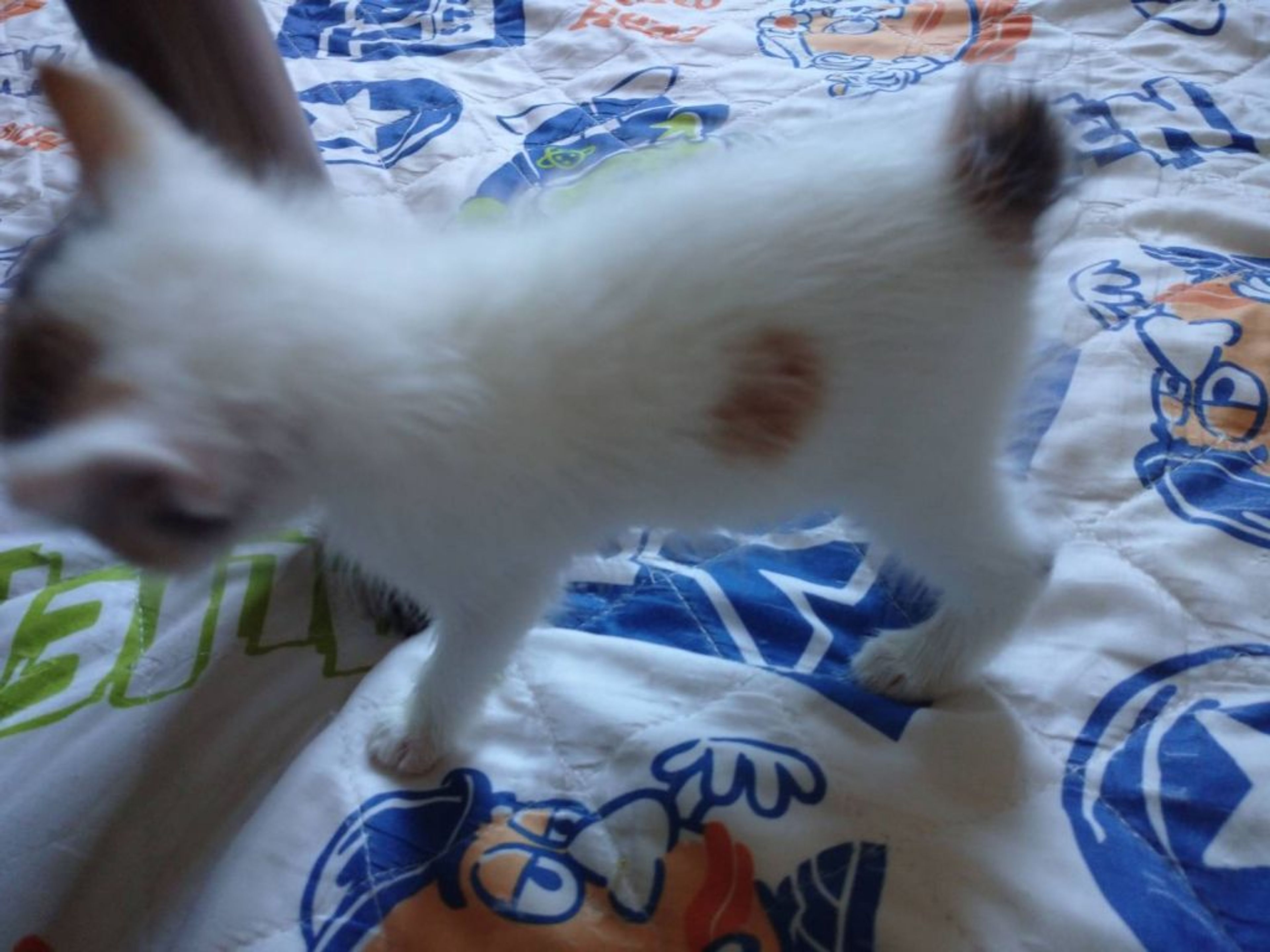 pet-image-4