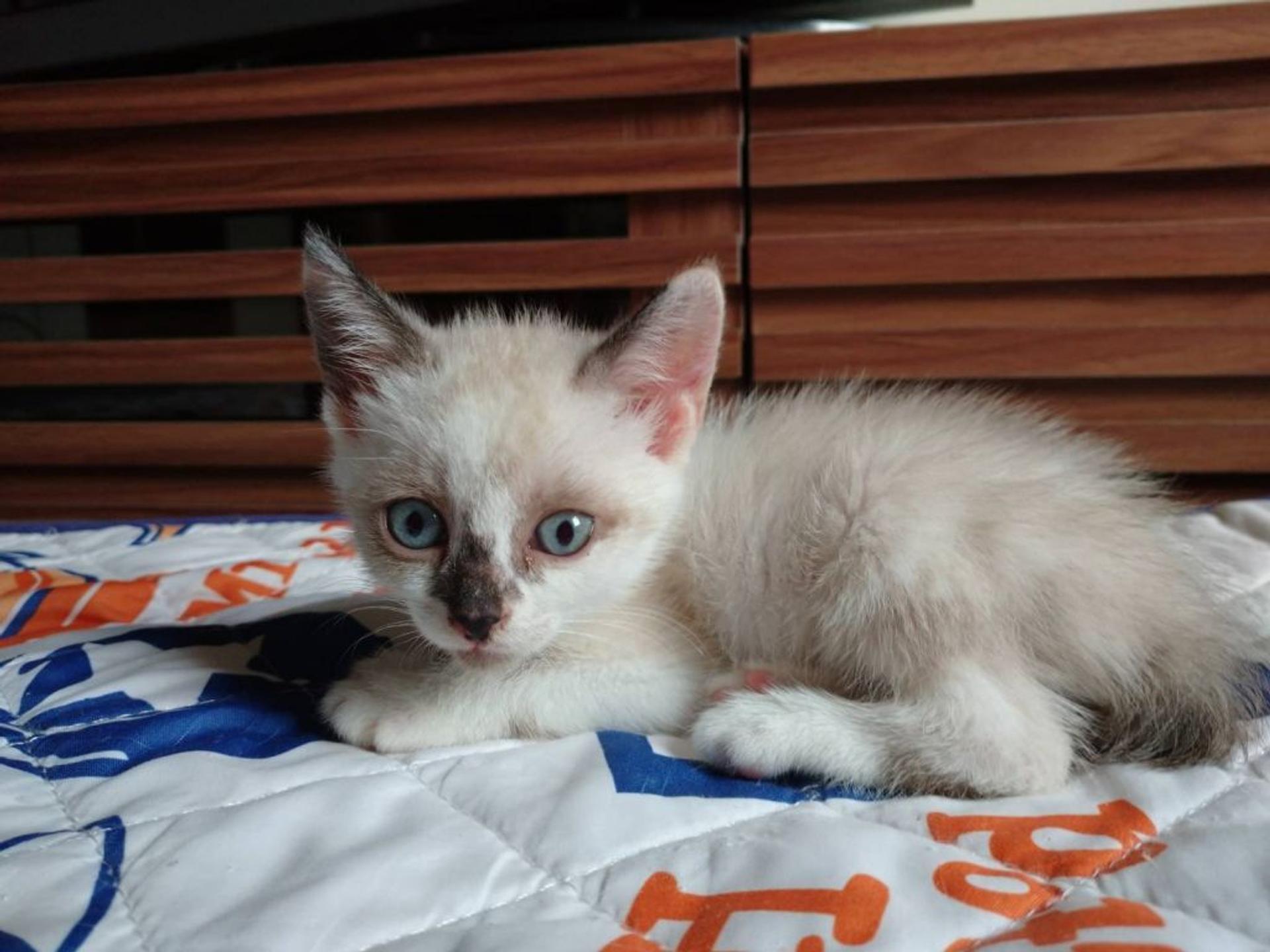 pet-image-3