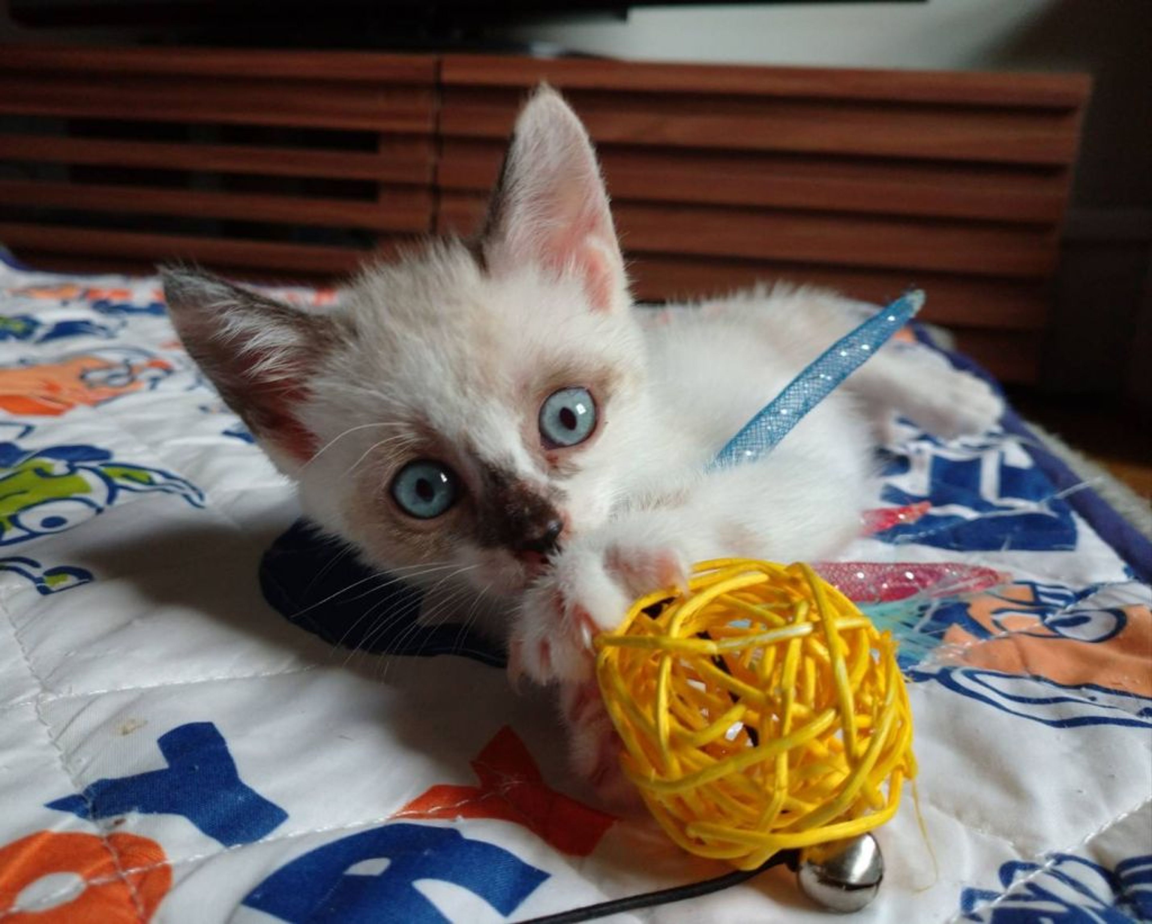 pet-image-4