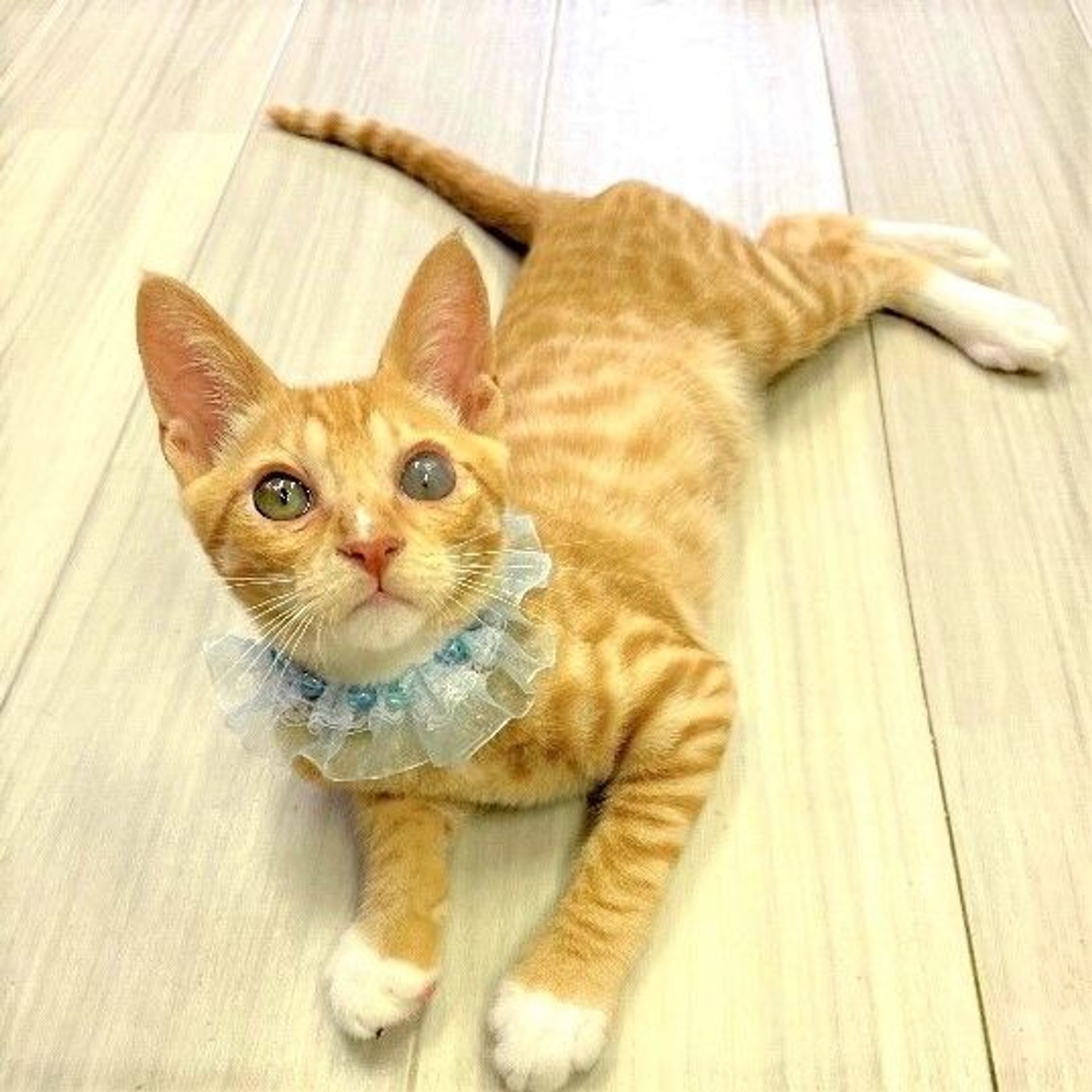 雑種（ミックス猫）・オスの里親募集の写真