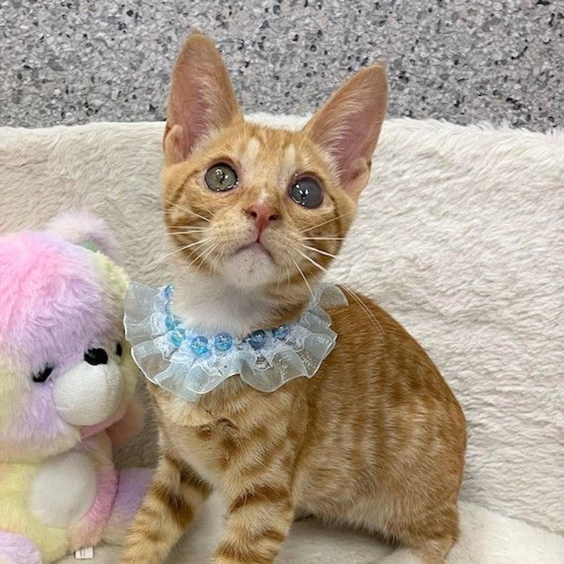 pet-image-2