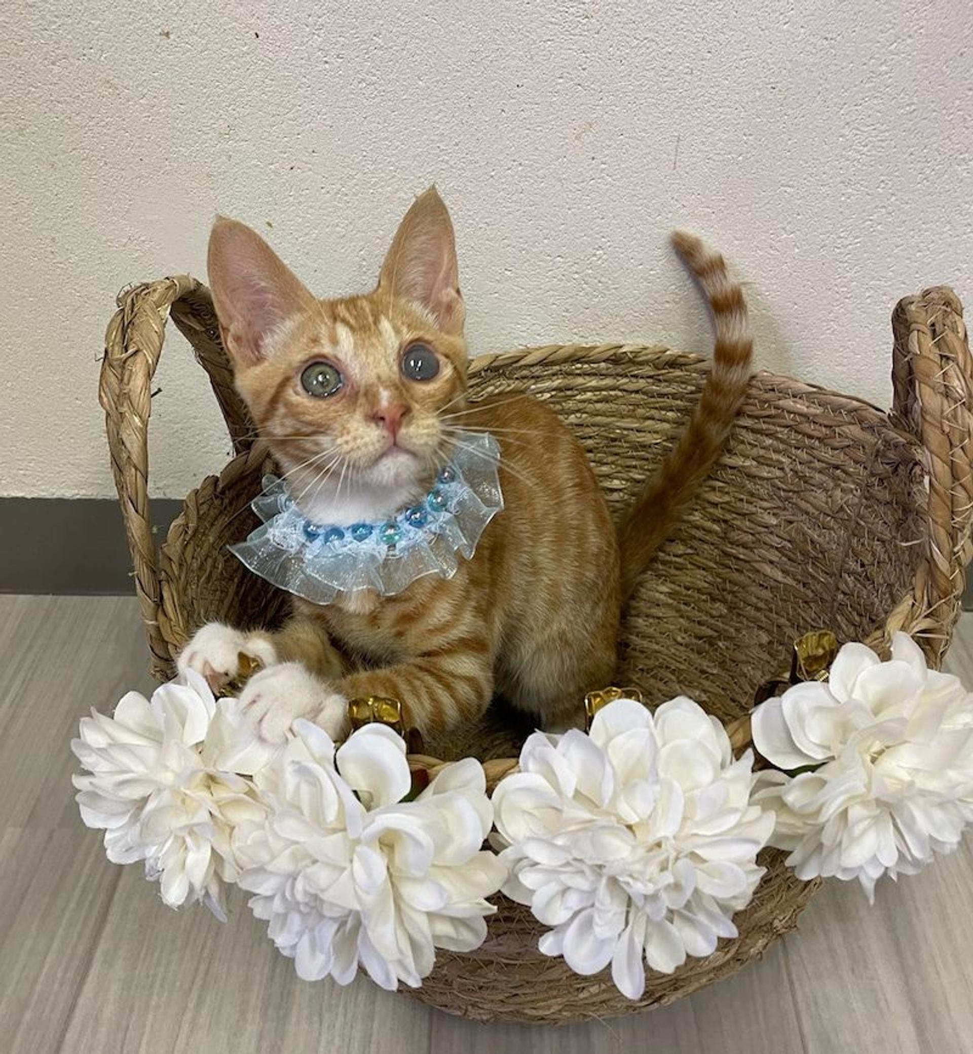 pet-image-3