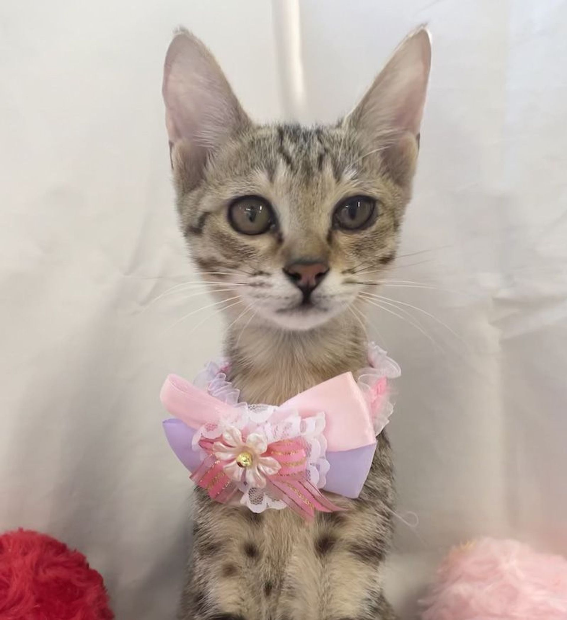 雑種（ミックス猫）・メスの里親募集の写真
