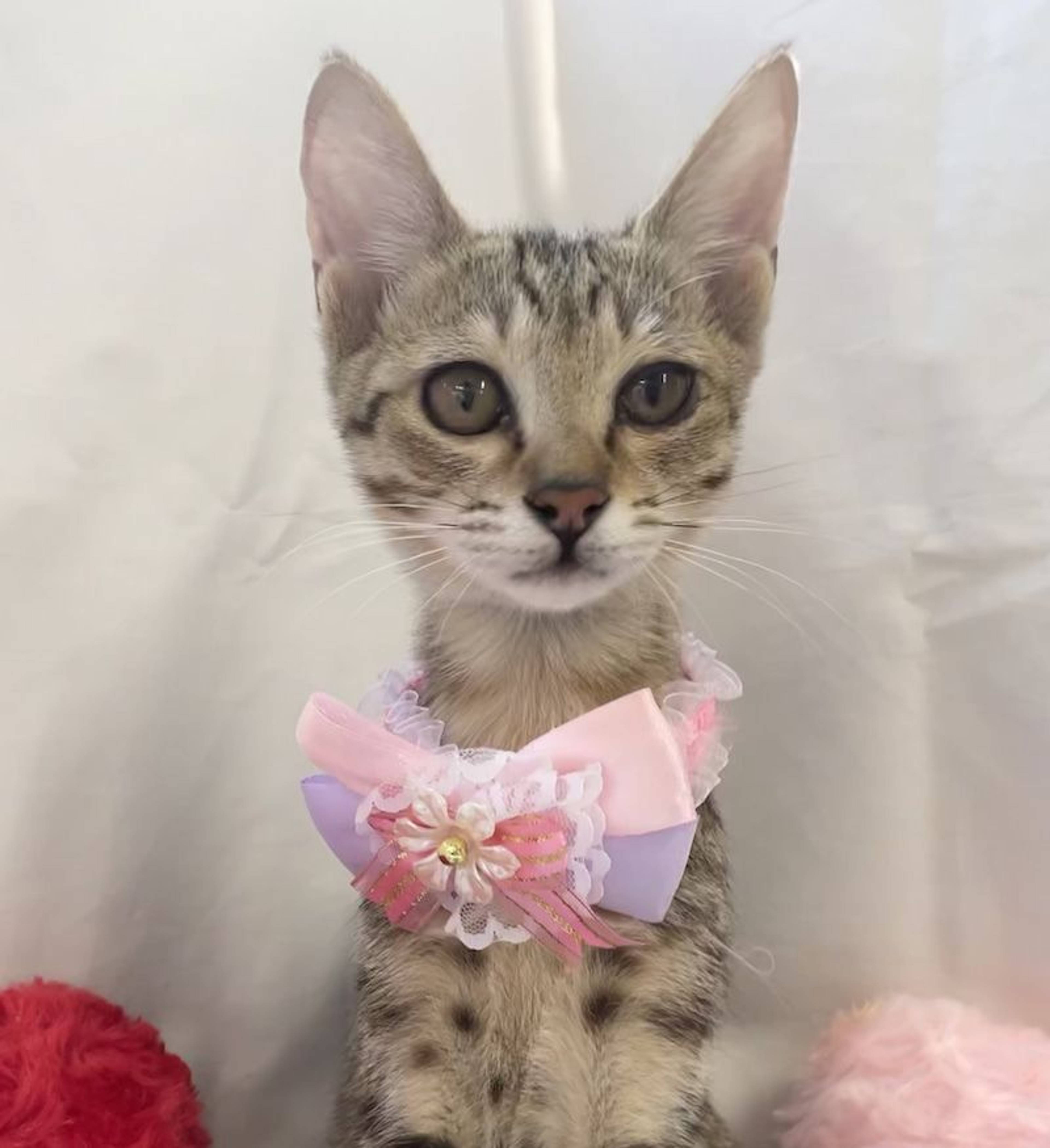 雑種（ミックス猫）・メスの里親募集の写真