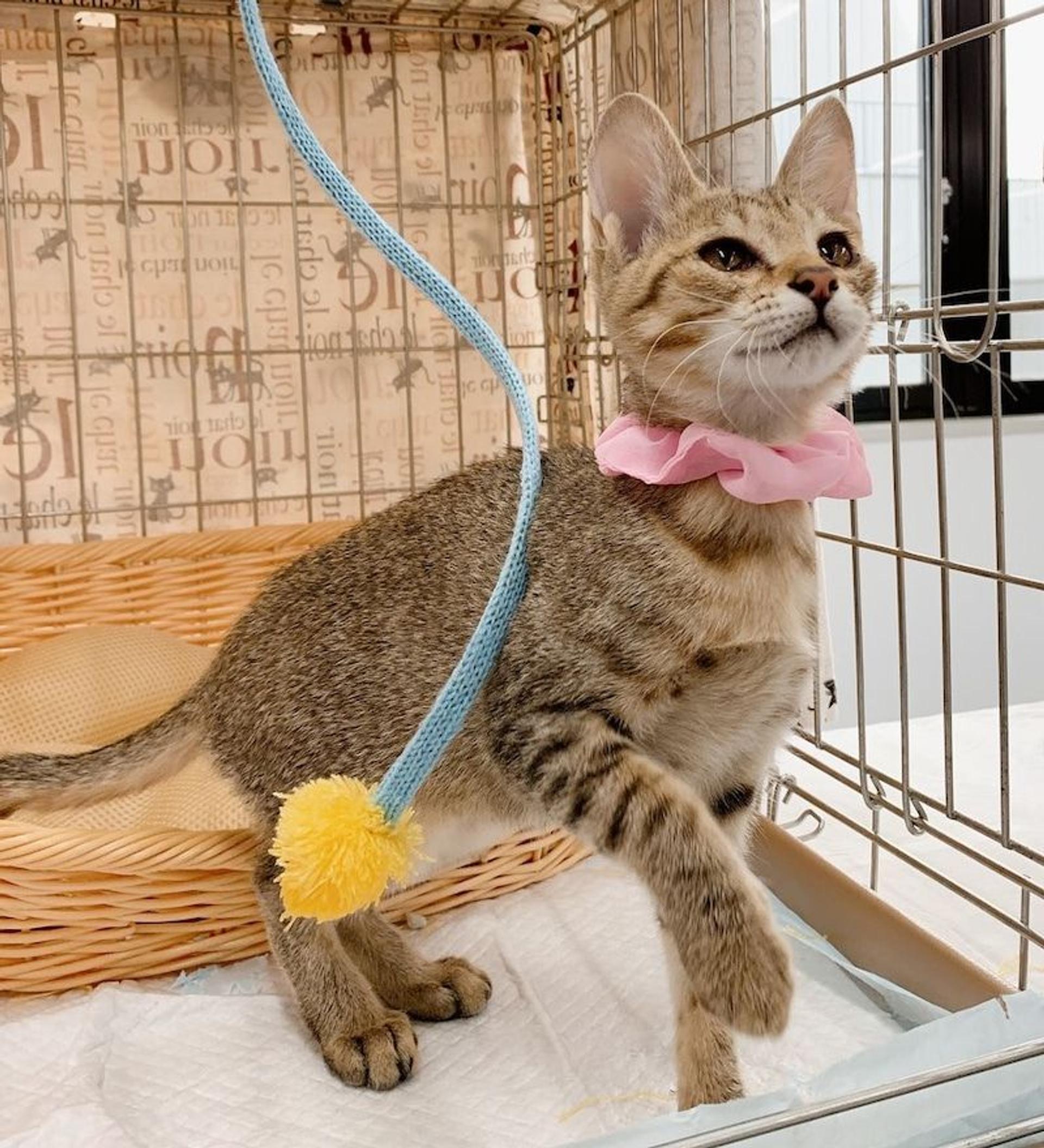 pet-image-2