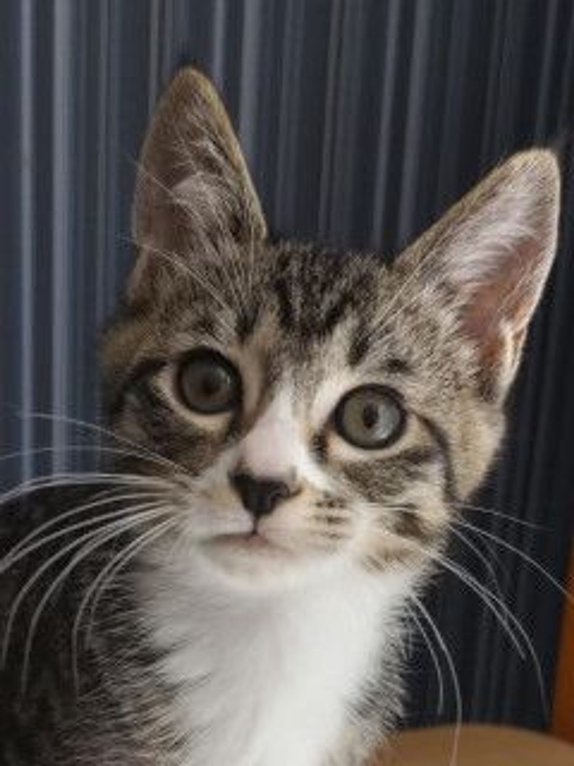 雑種（ミックス猫）・メスの里親募集の写真