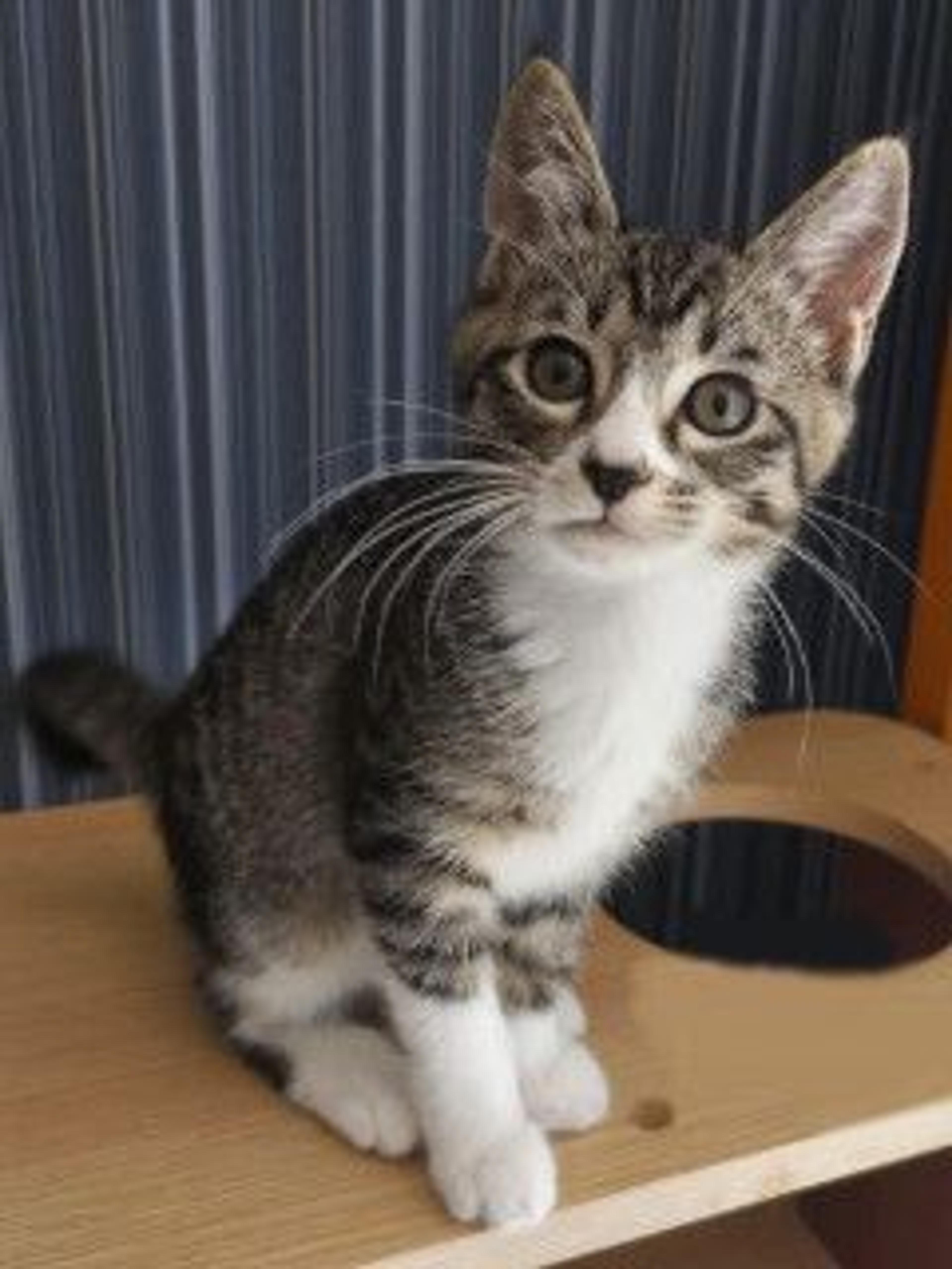 pet-image-2