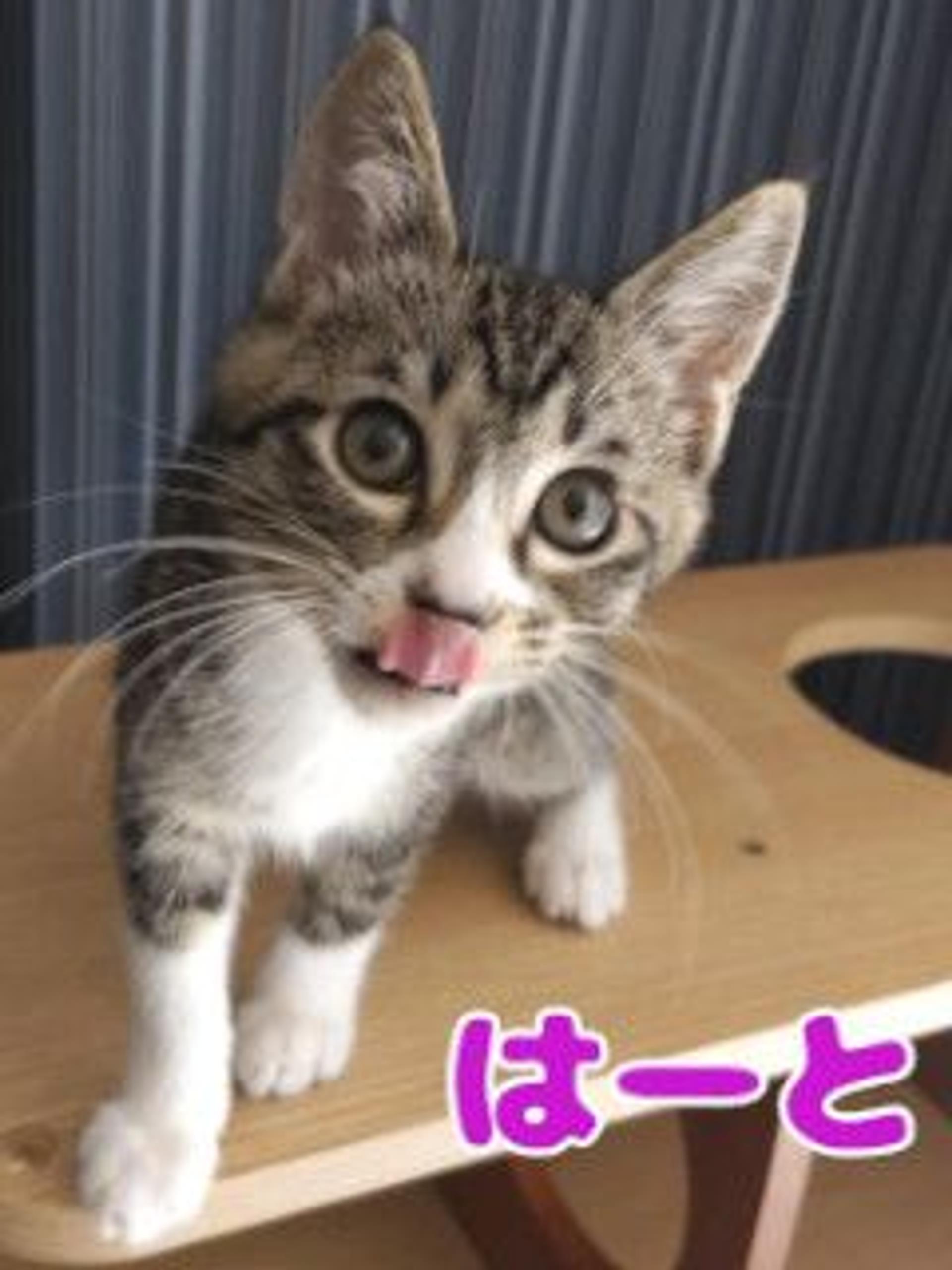 pet-image-3