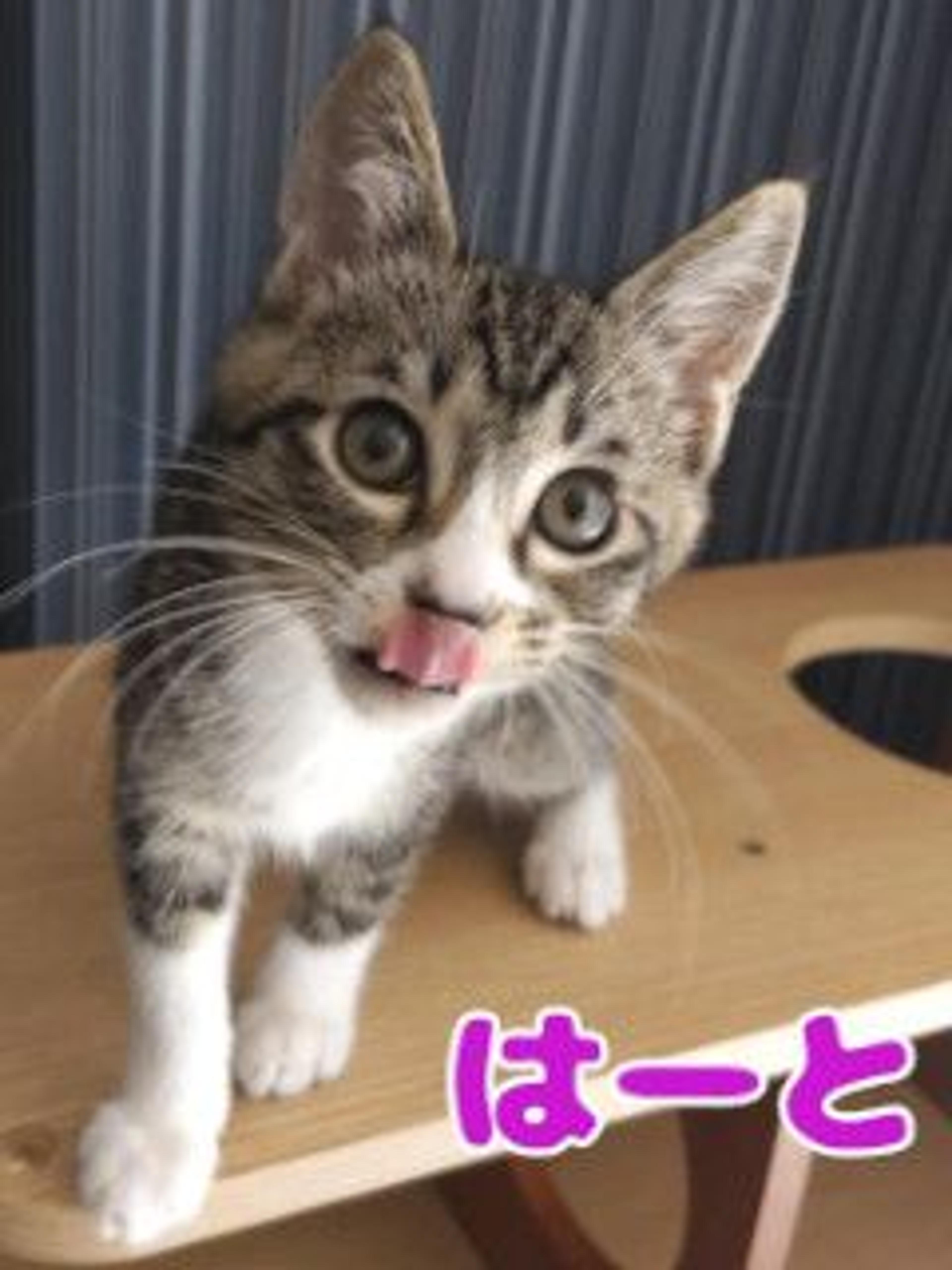 pet-image-3