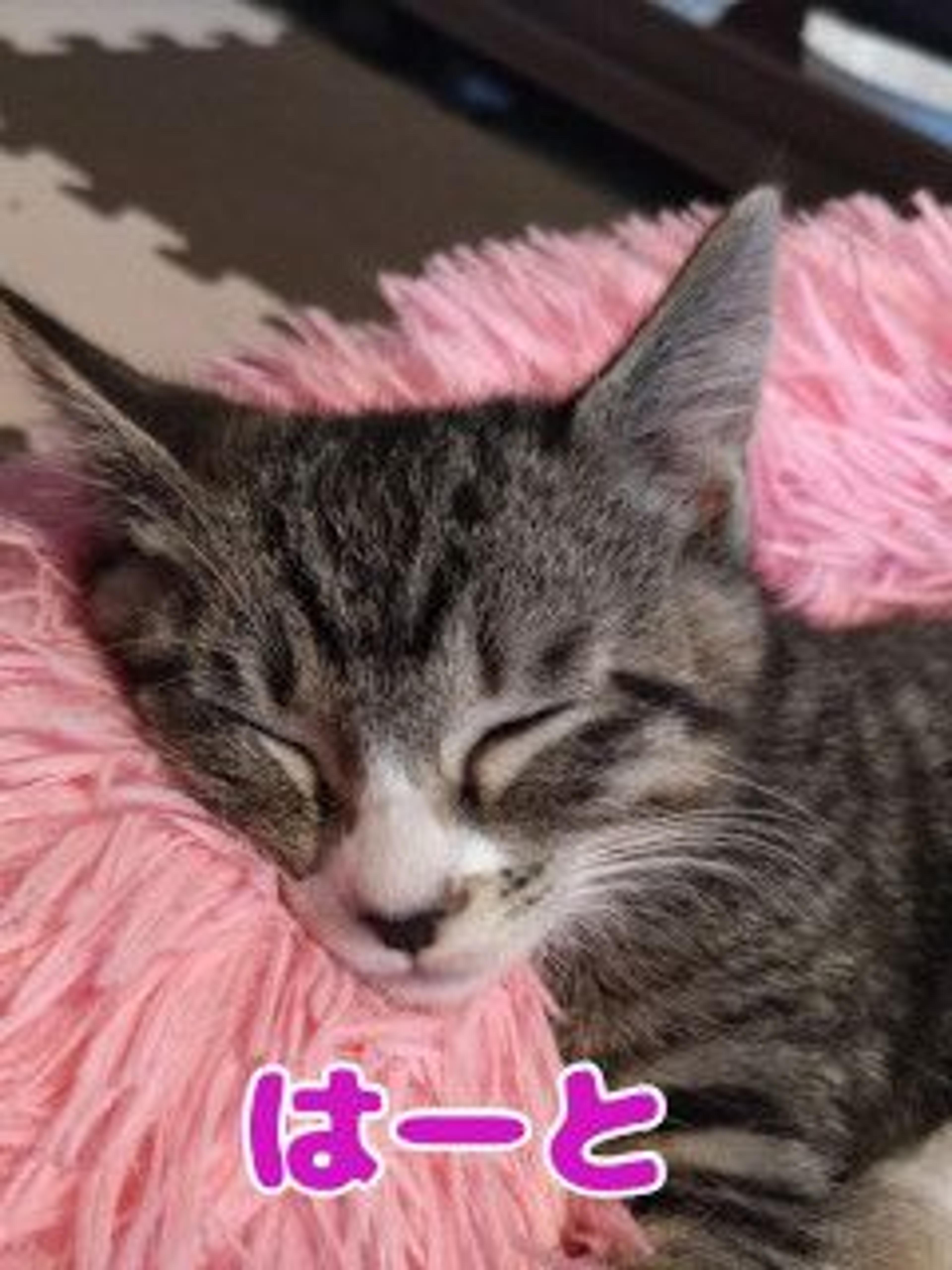 pet-image-4