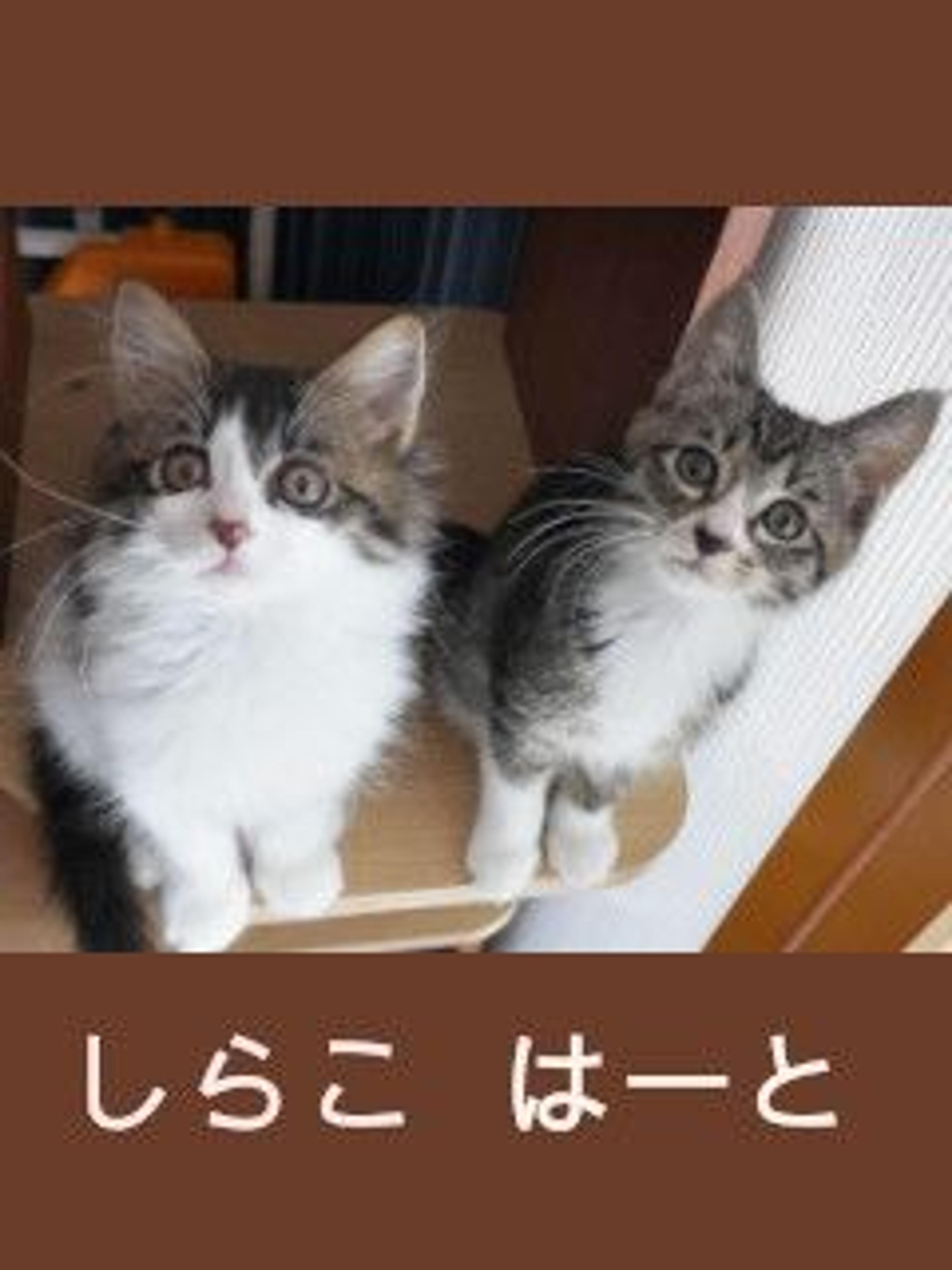 pet-image-5