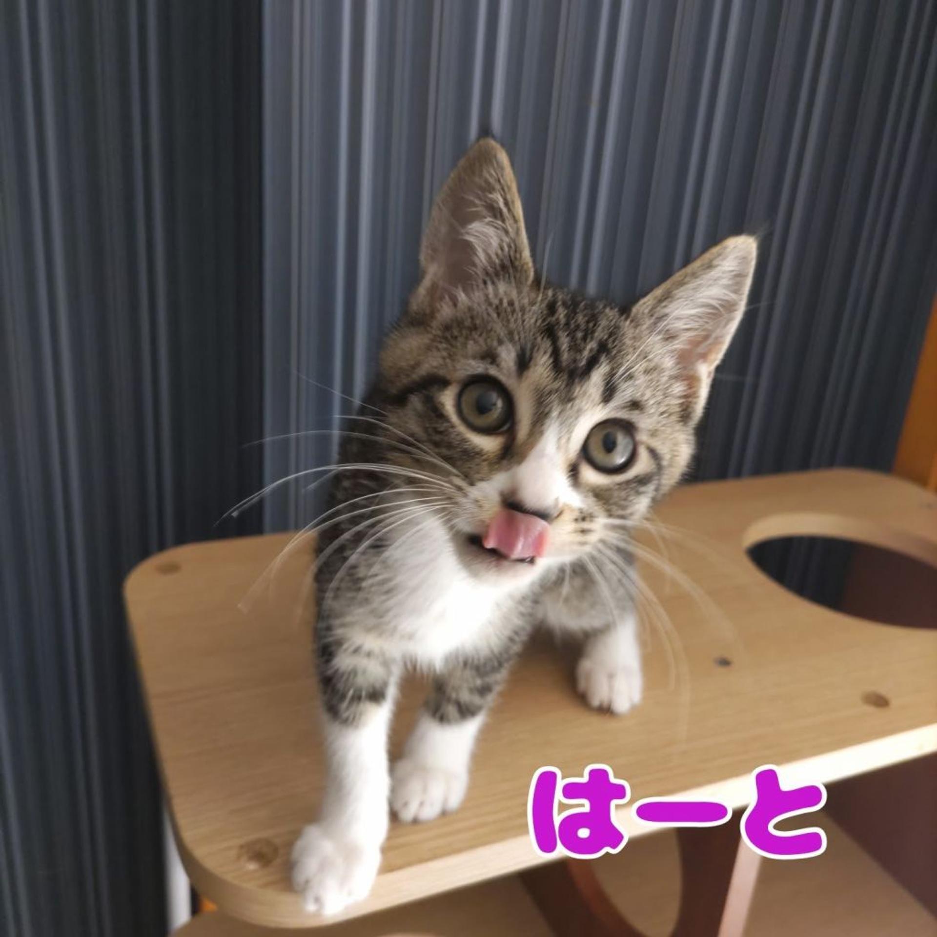 pet-image-6