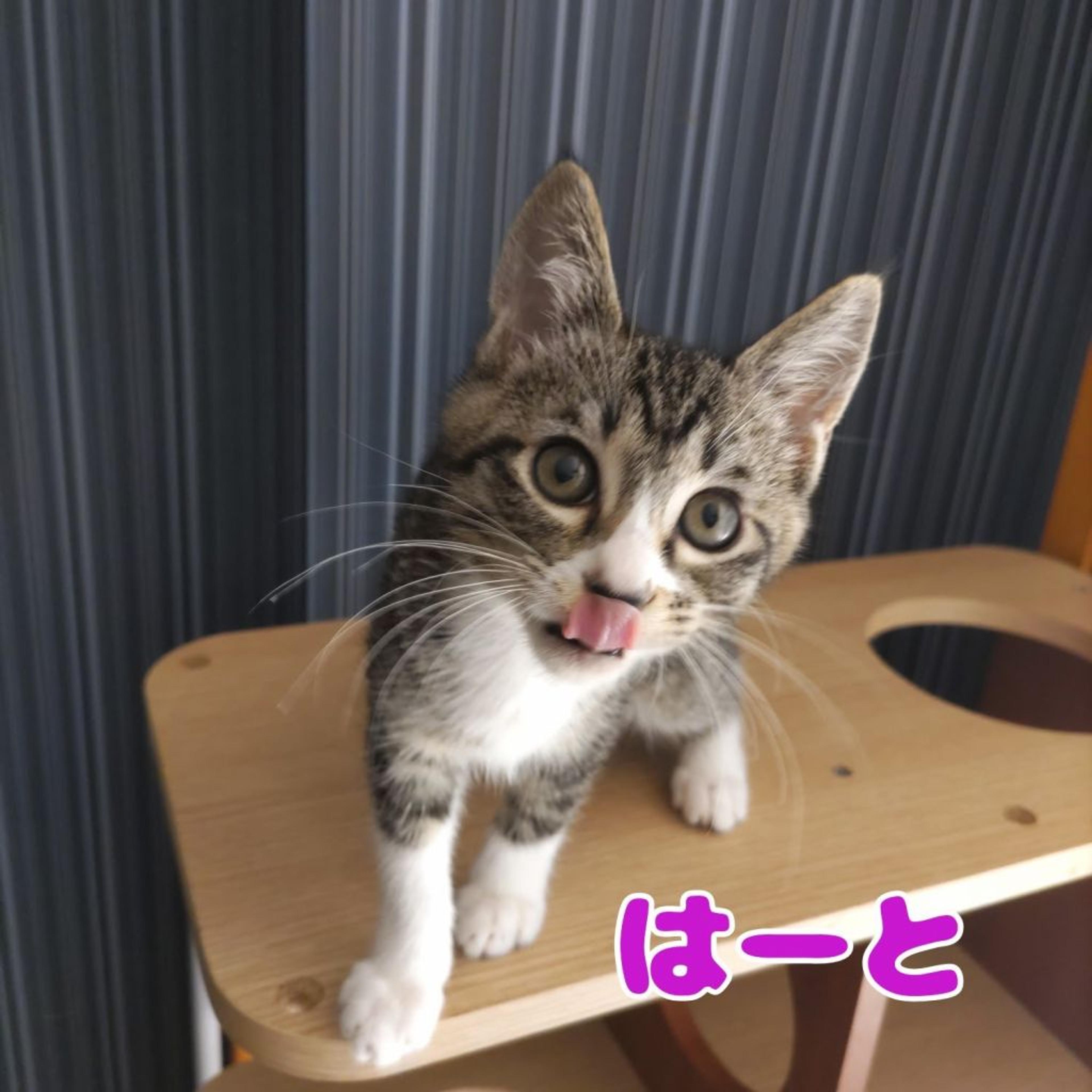 pet-image-6