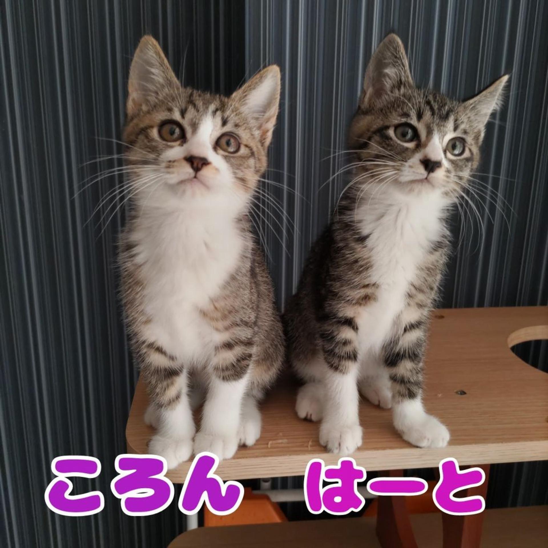 pet-image-7