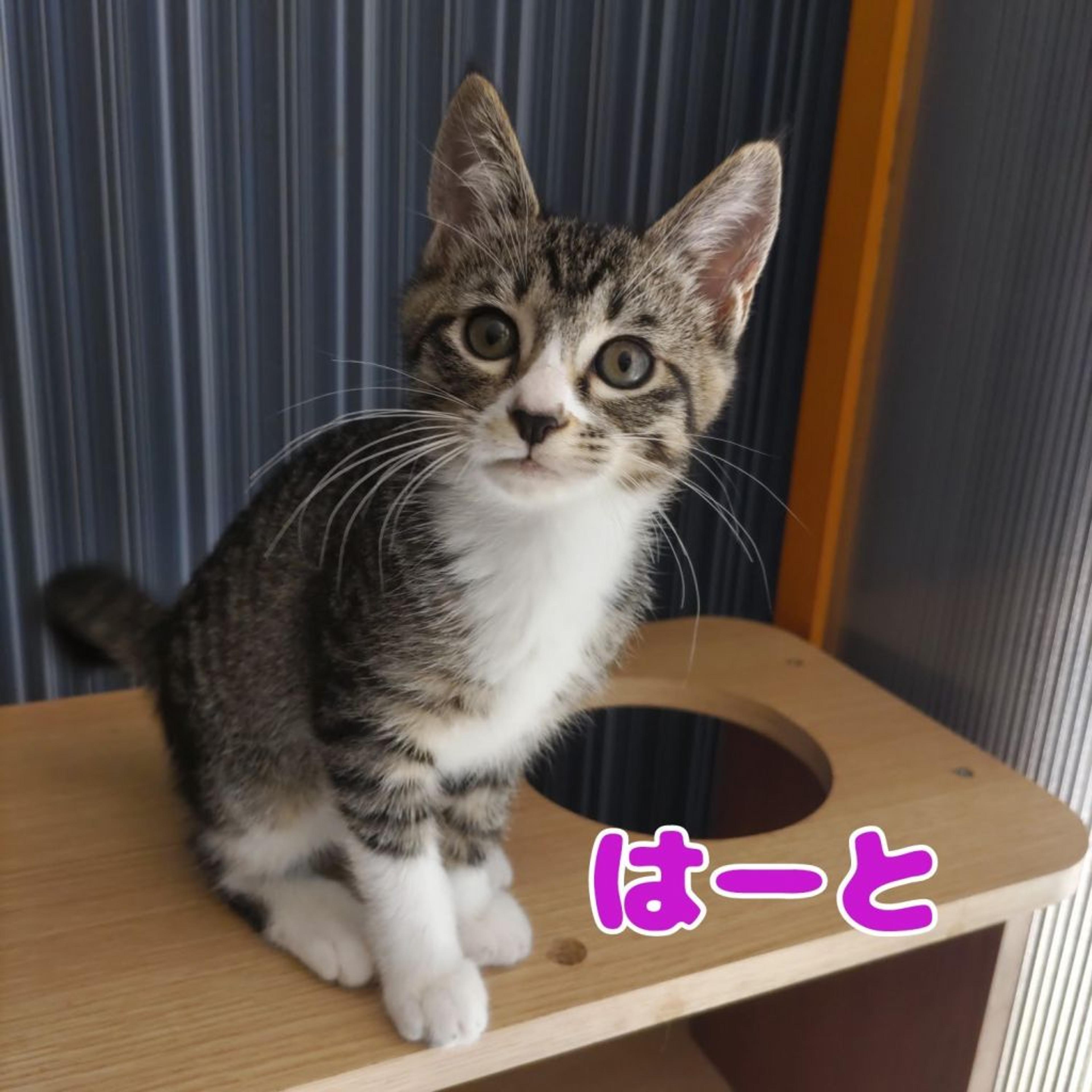 pet-image-8