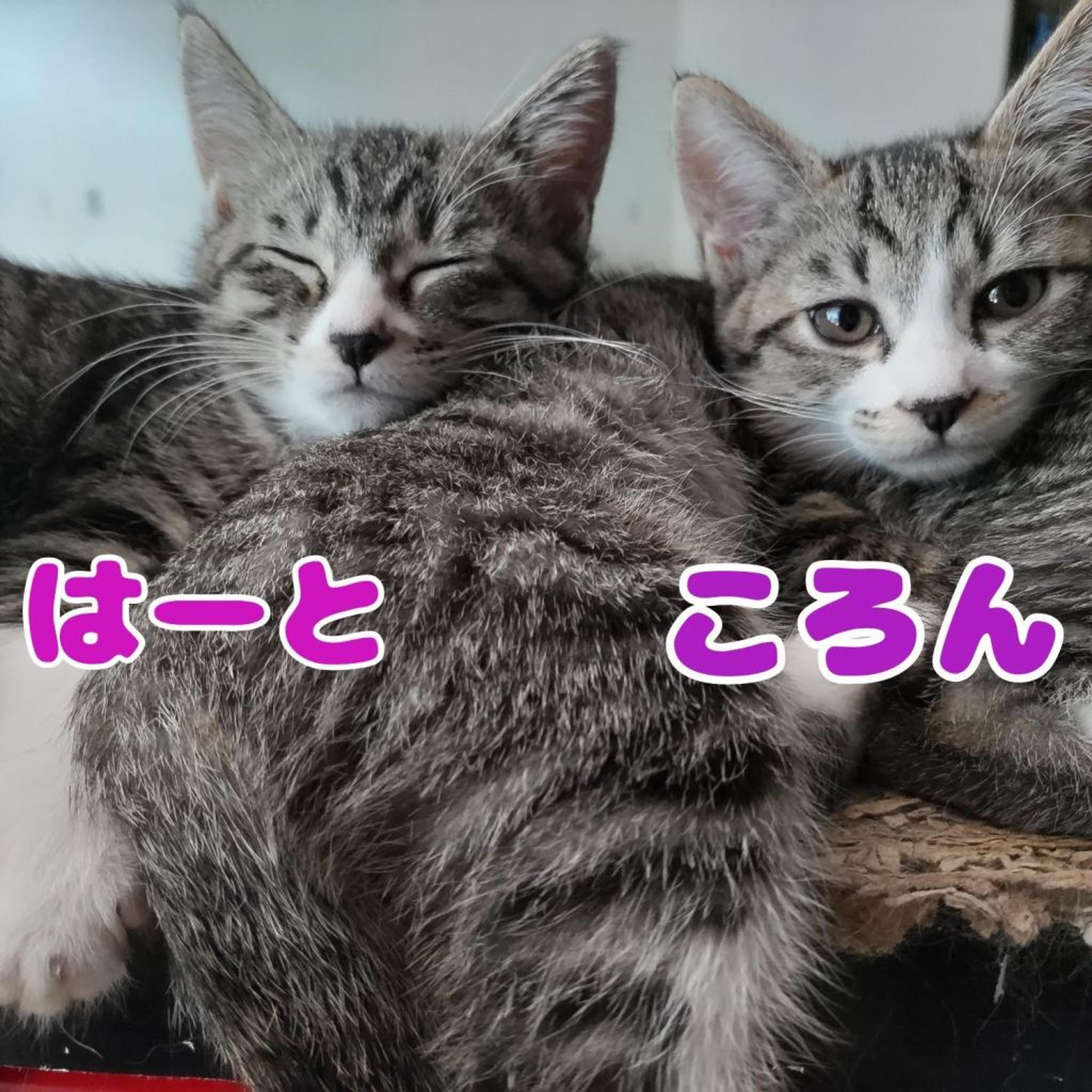 pet-image-9