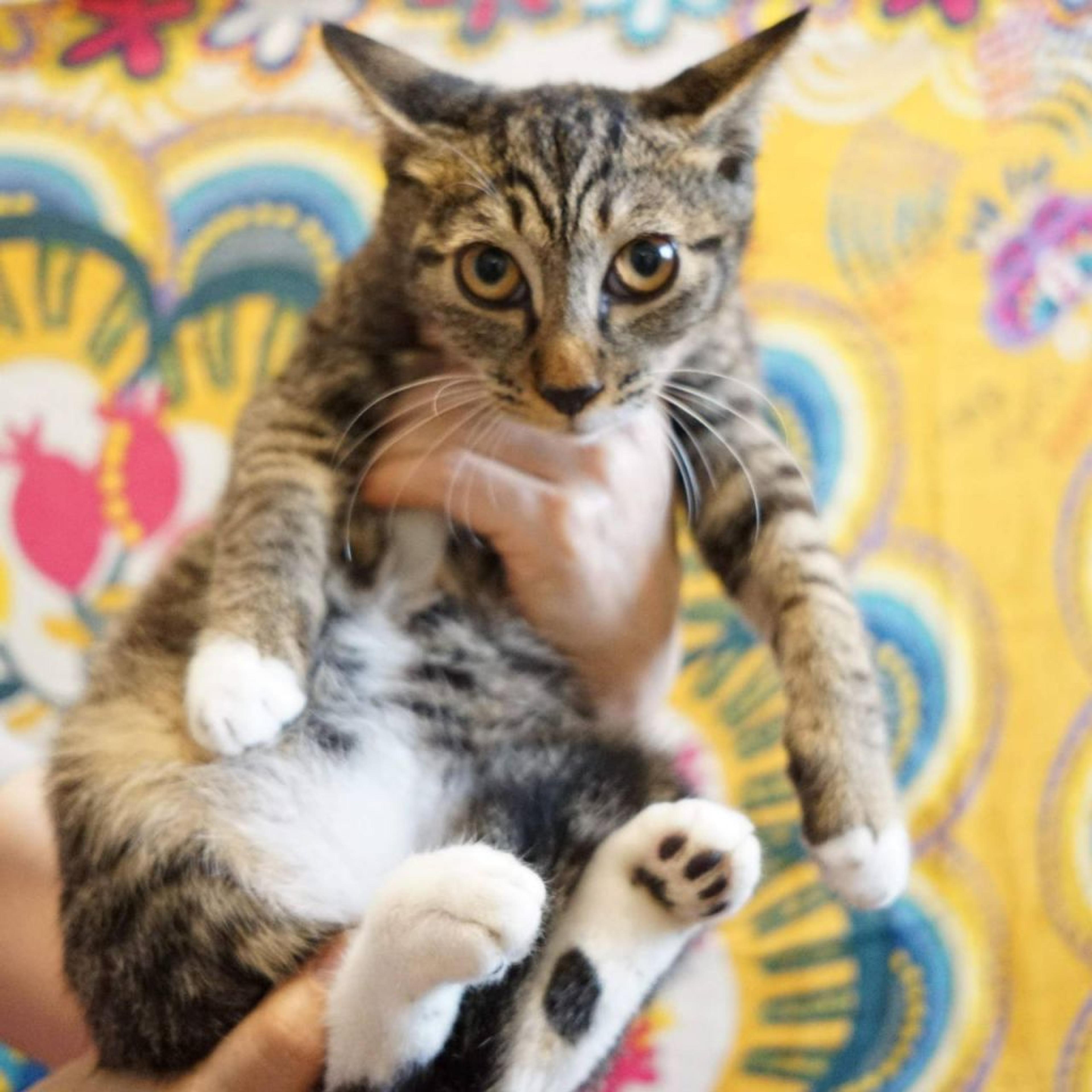 pet-image-3