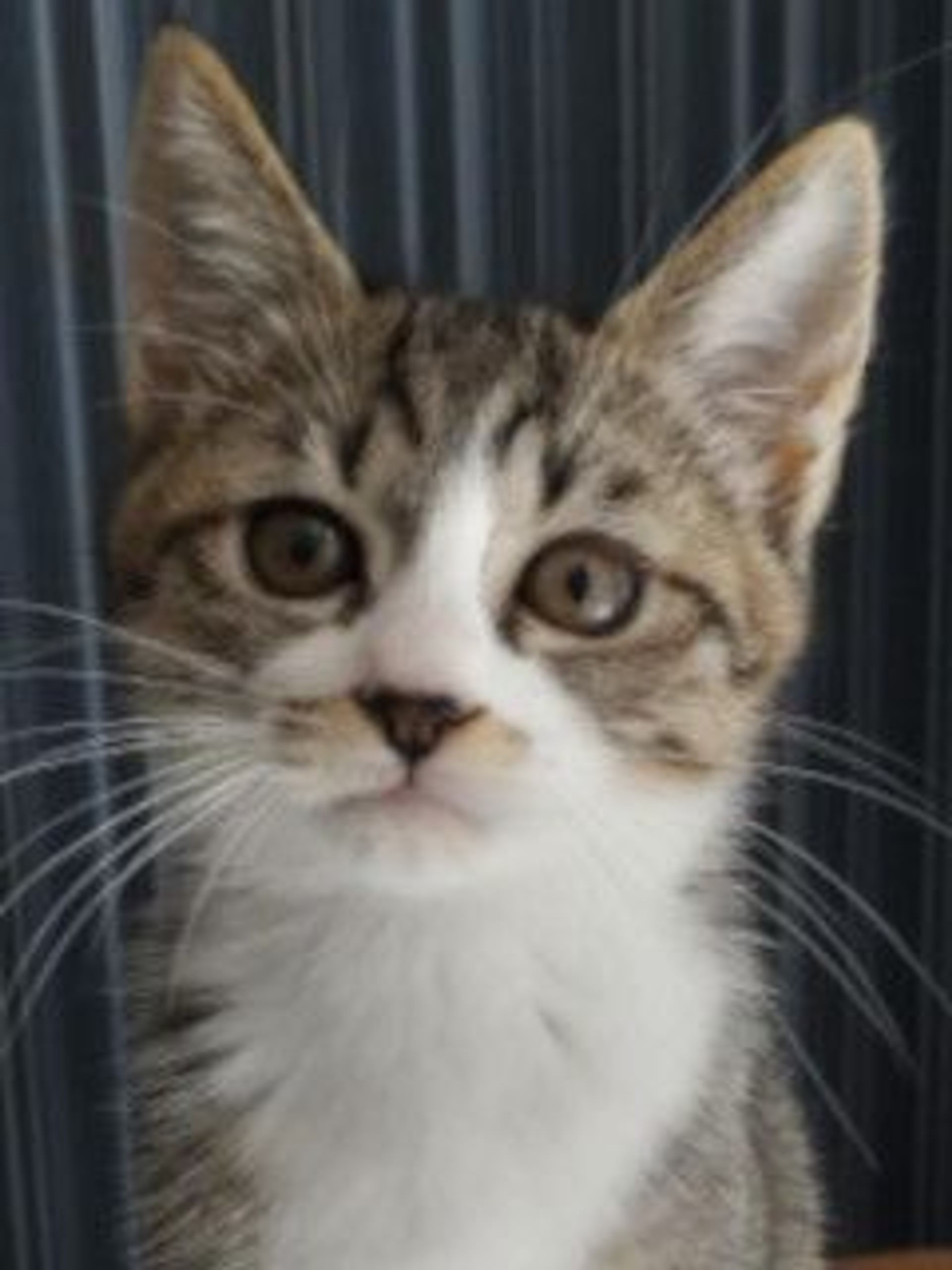 雑種（ミックス猫）・メスの里親募集の写真