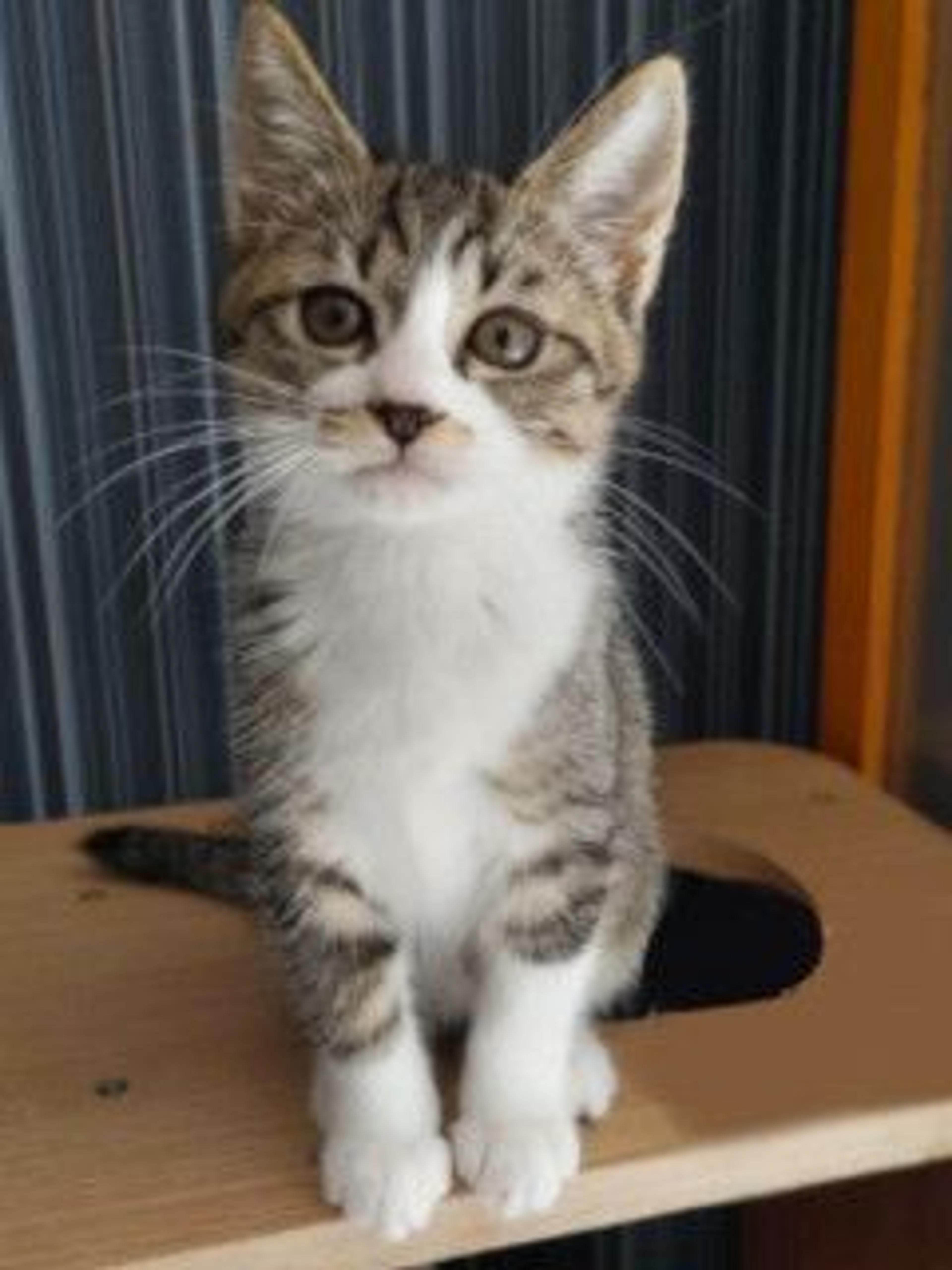 pet-image-2