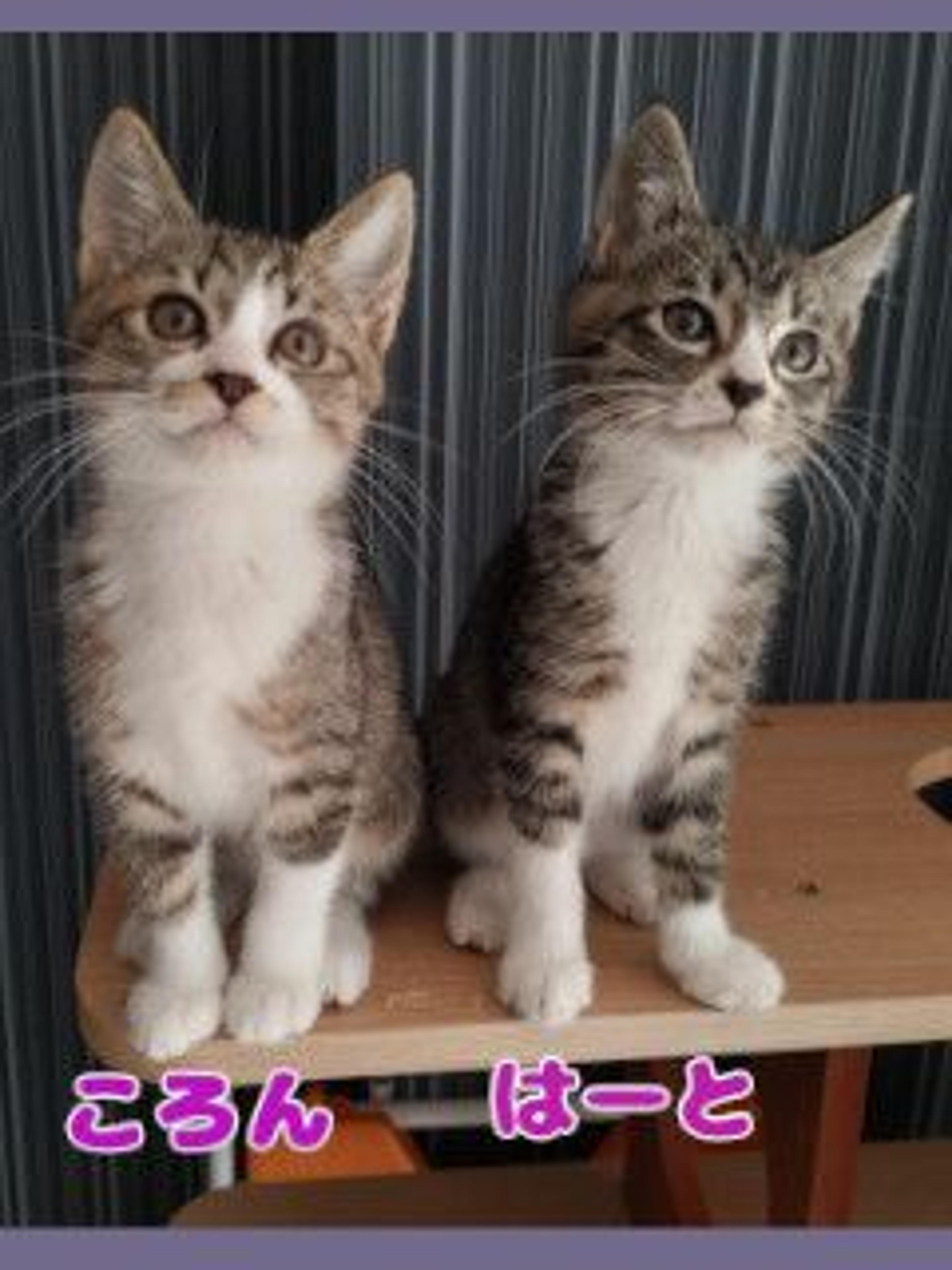 pet-image-3