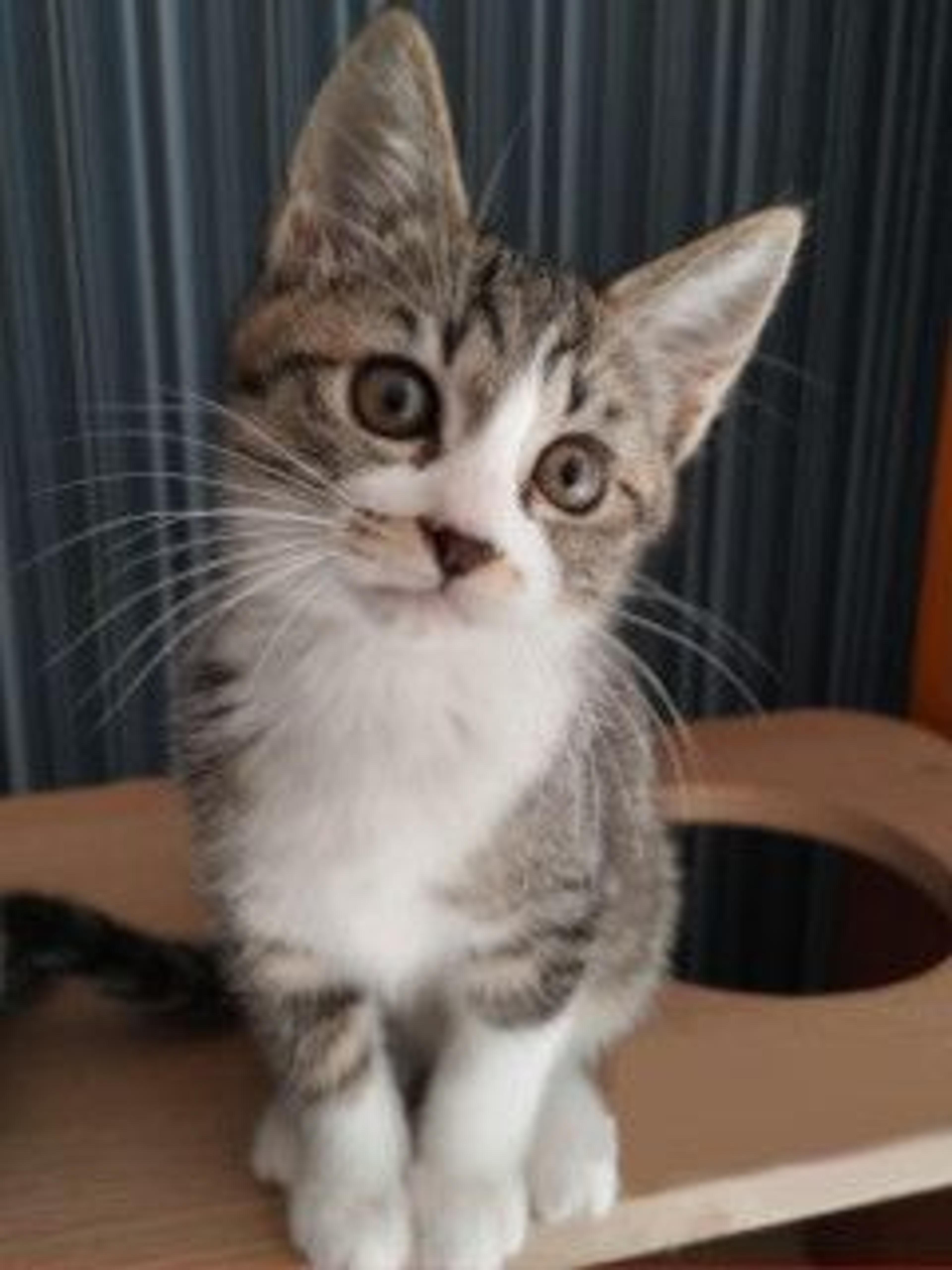 pet-image-4