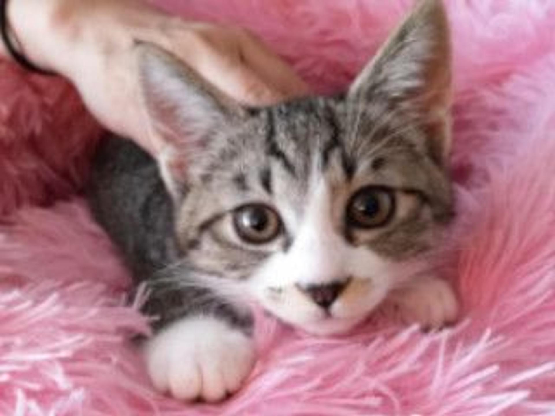 pet-image-6