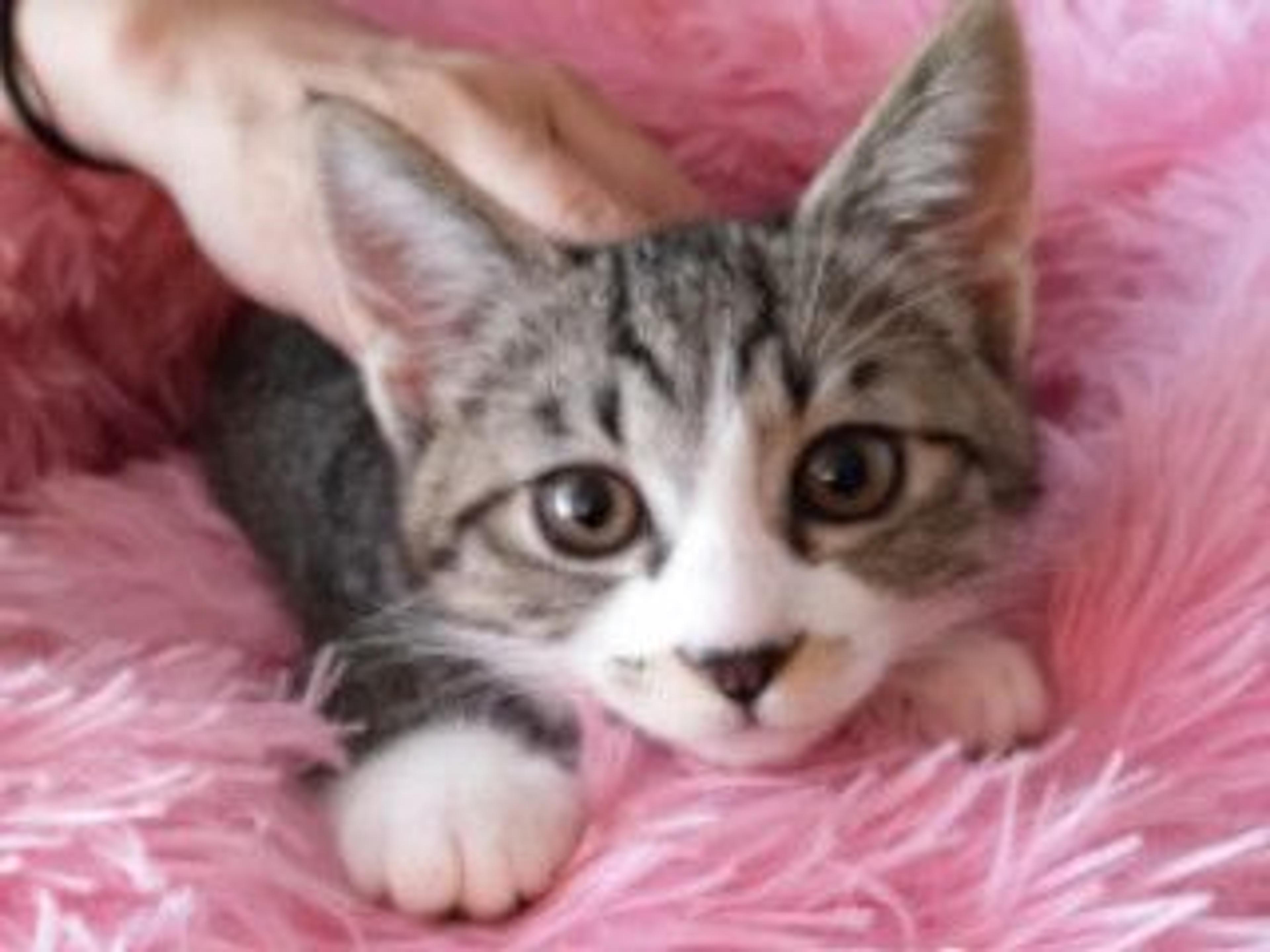 pet-image-6