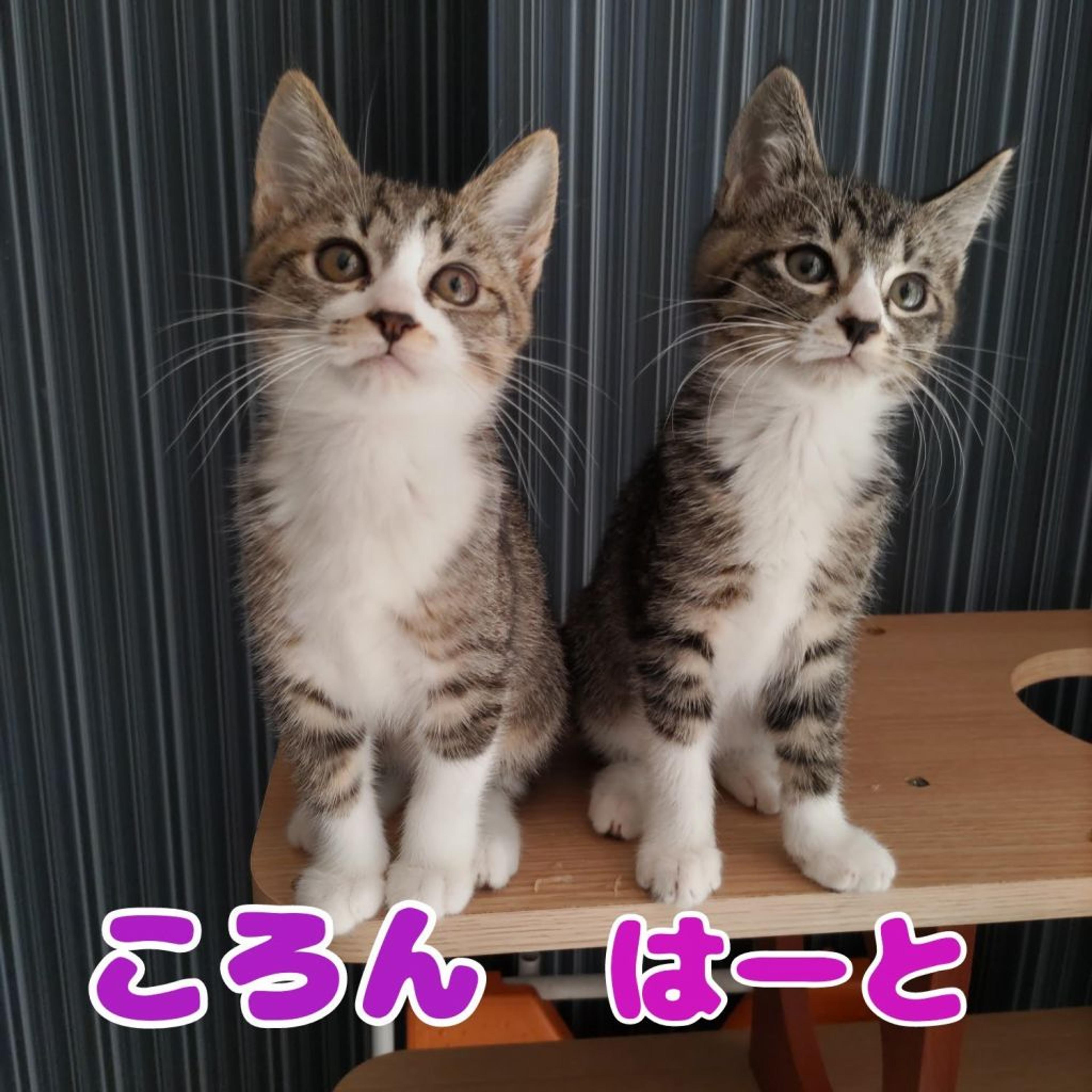 pet-image-8