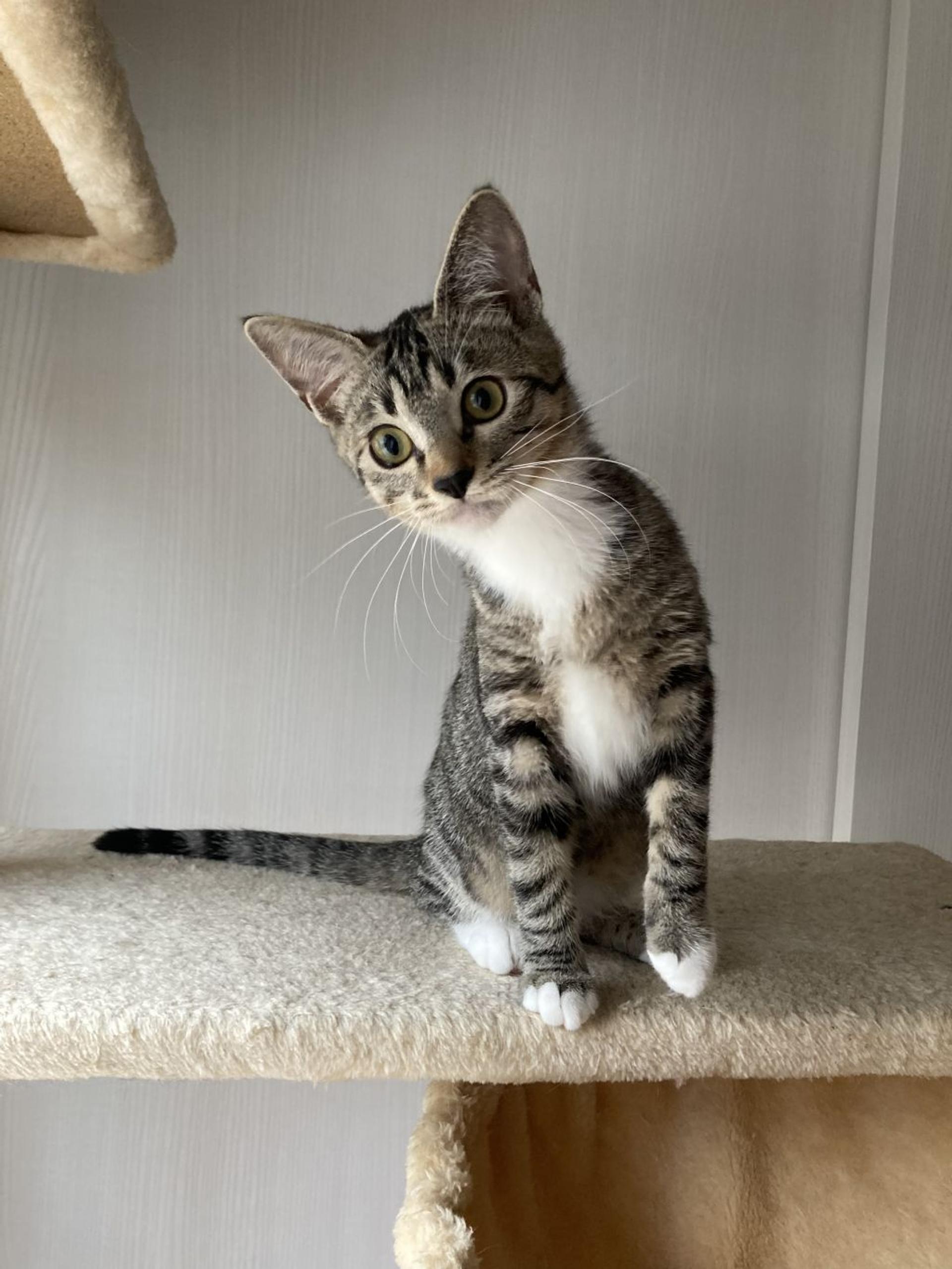 pet-image-7