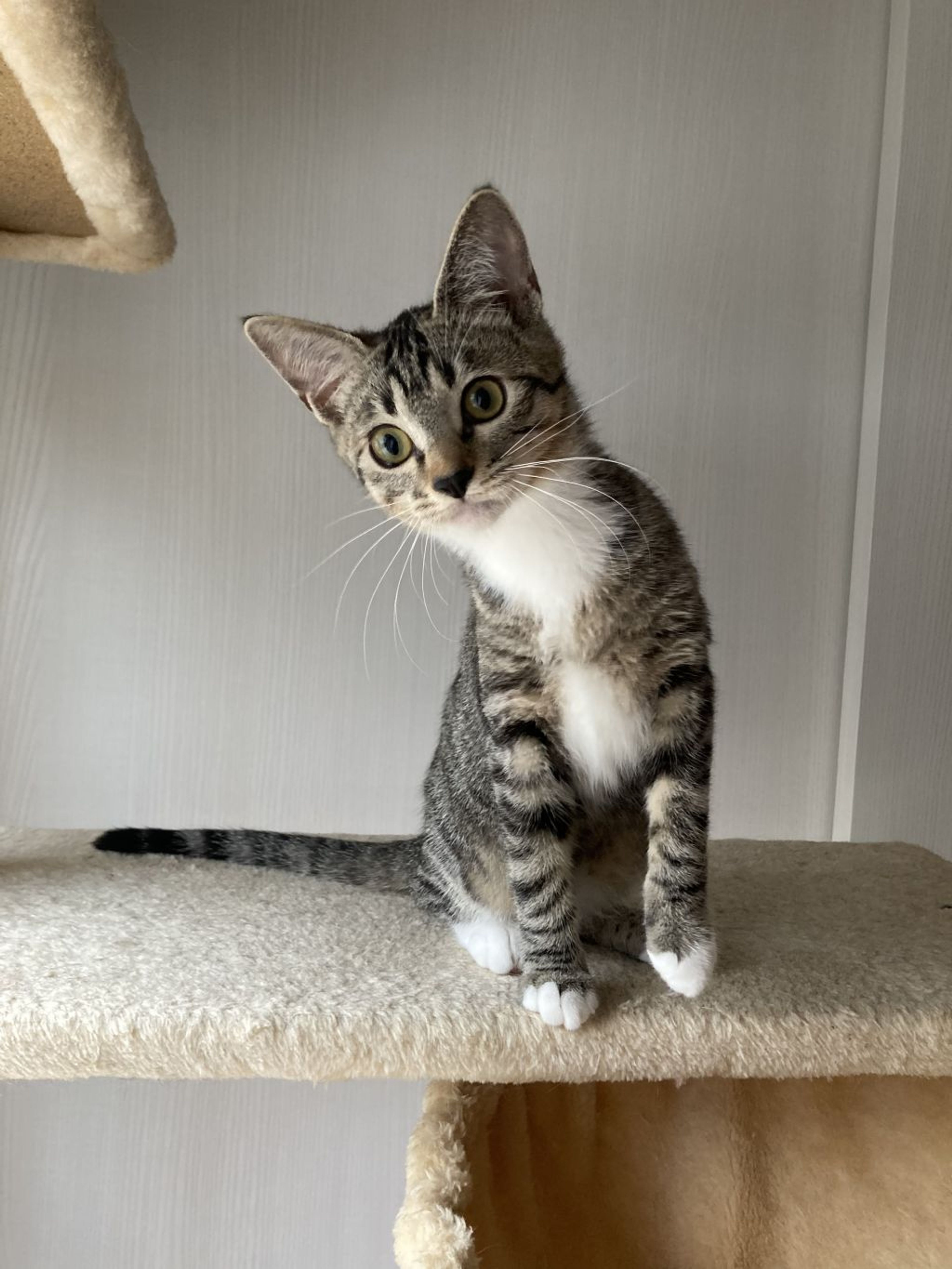 pet-image-7