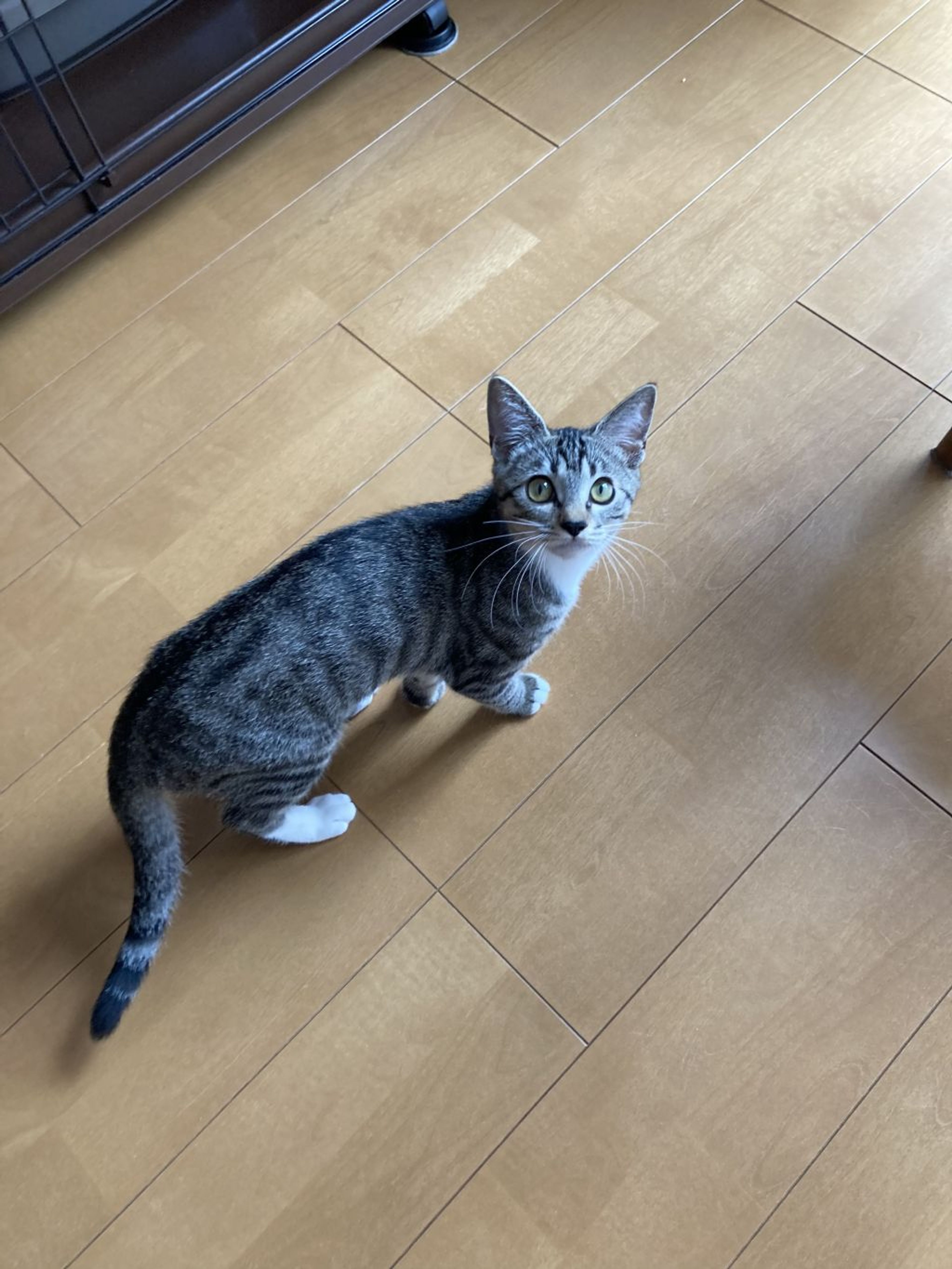 pet-image-2