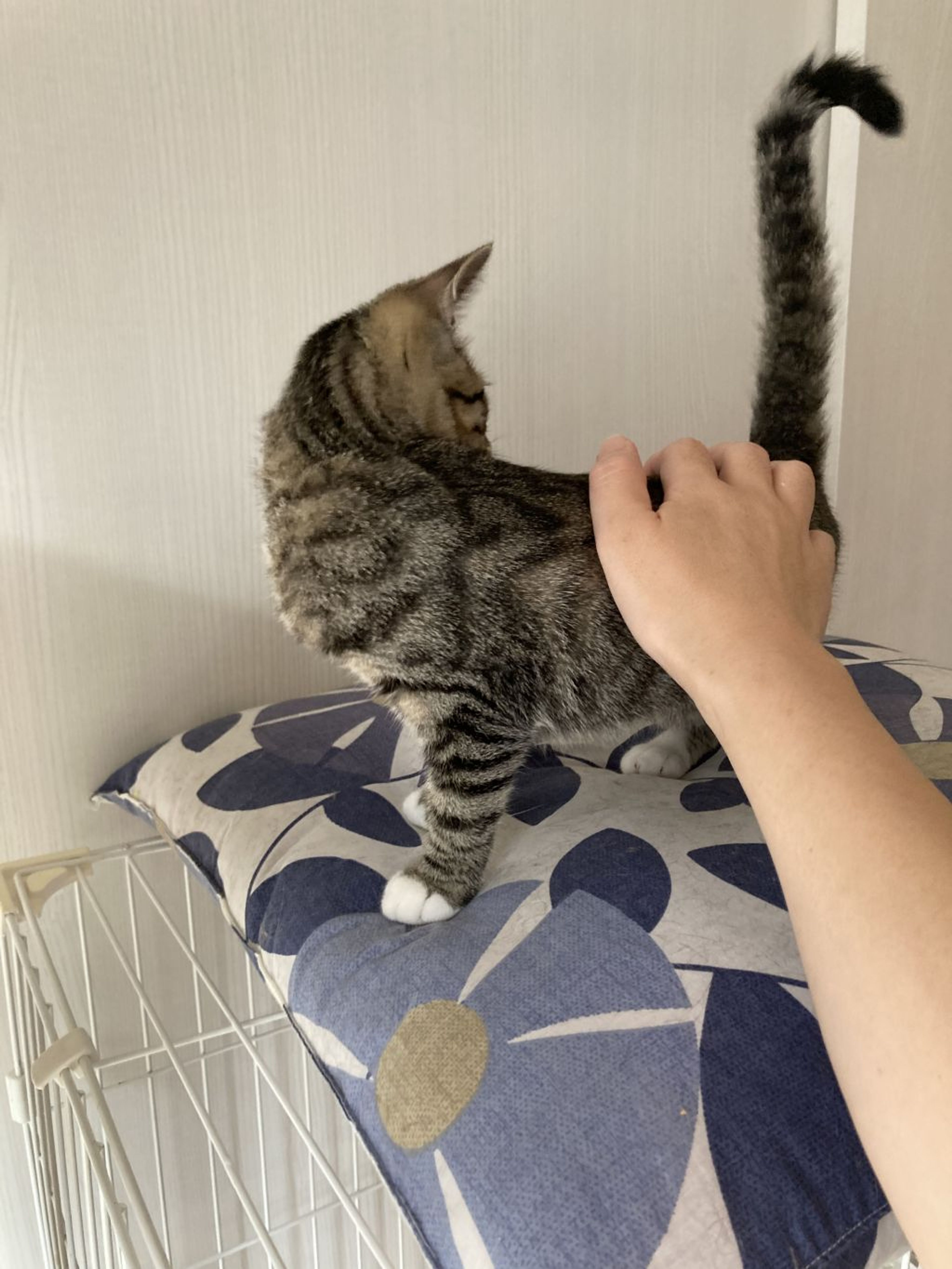 pet-image-4