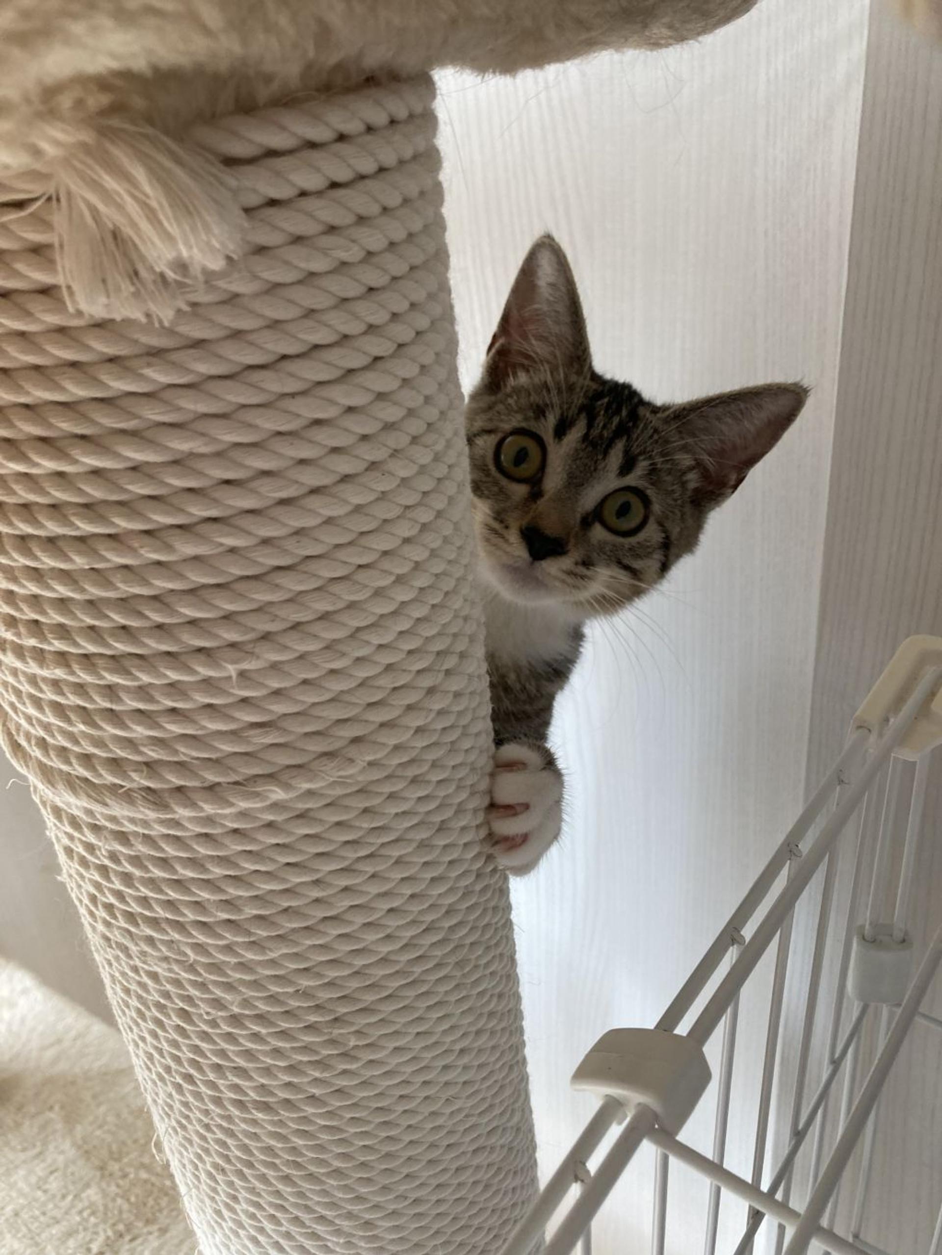 pet-image-6