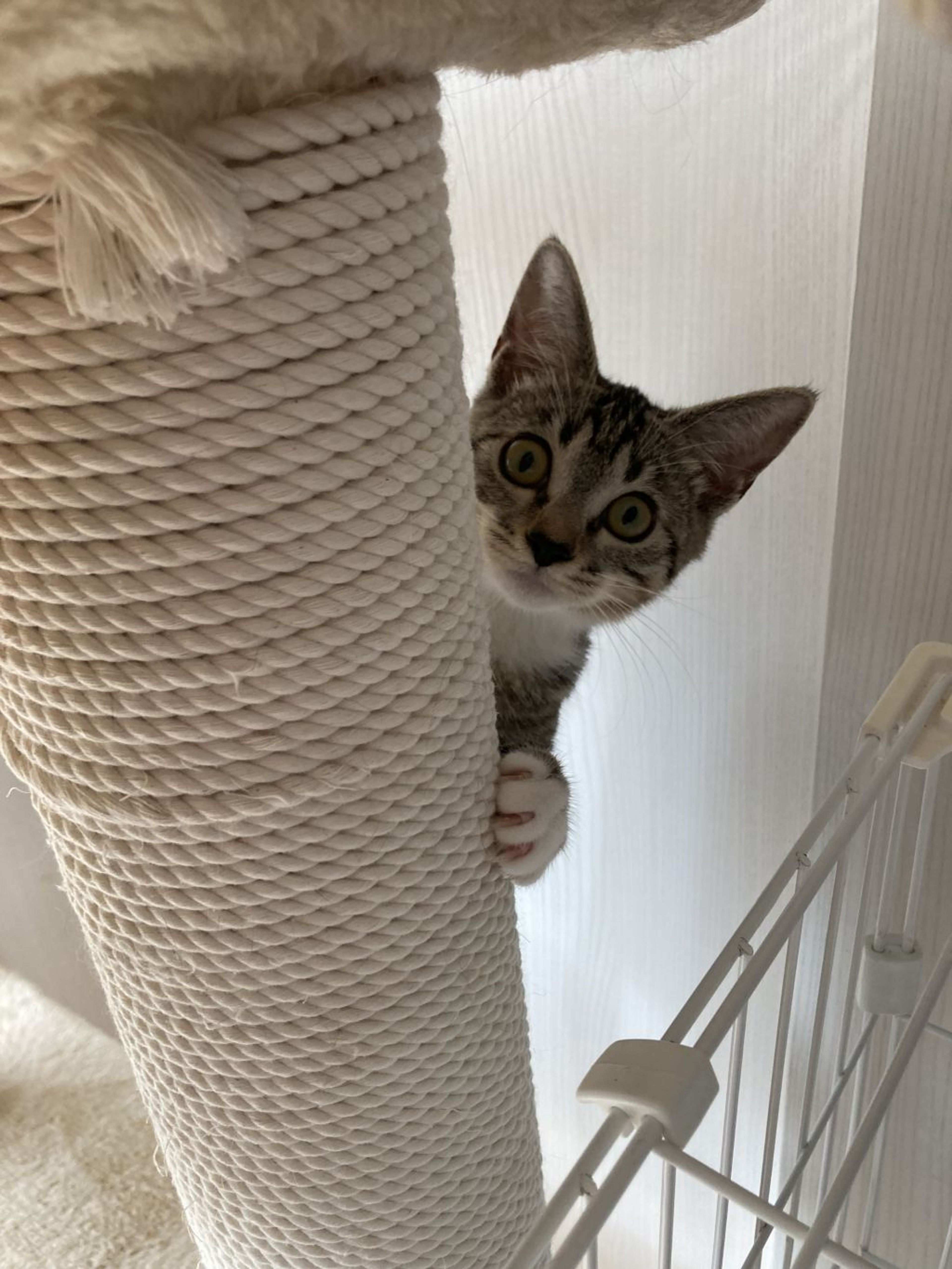 pet-image-6