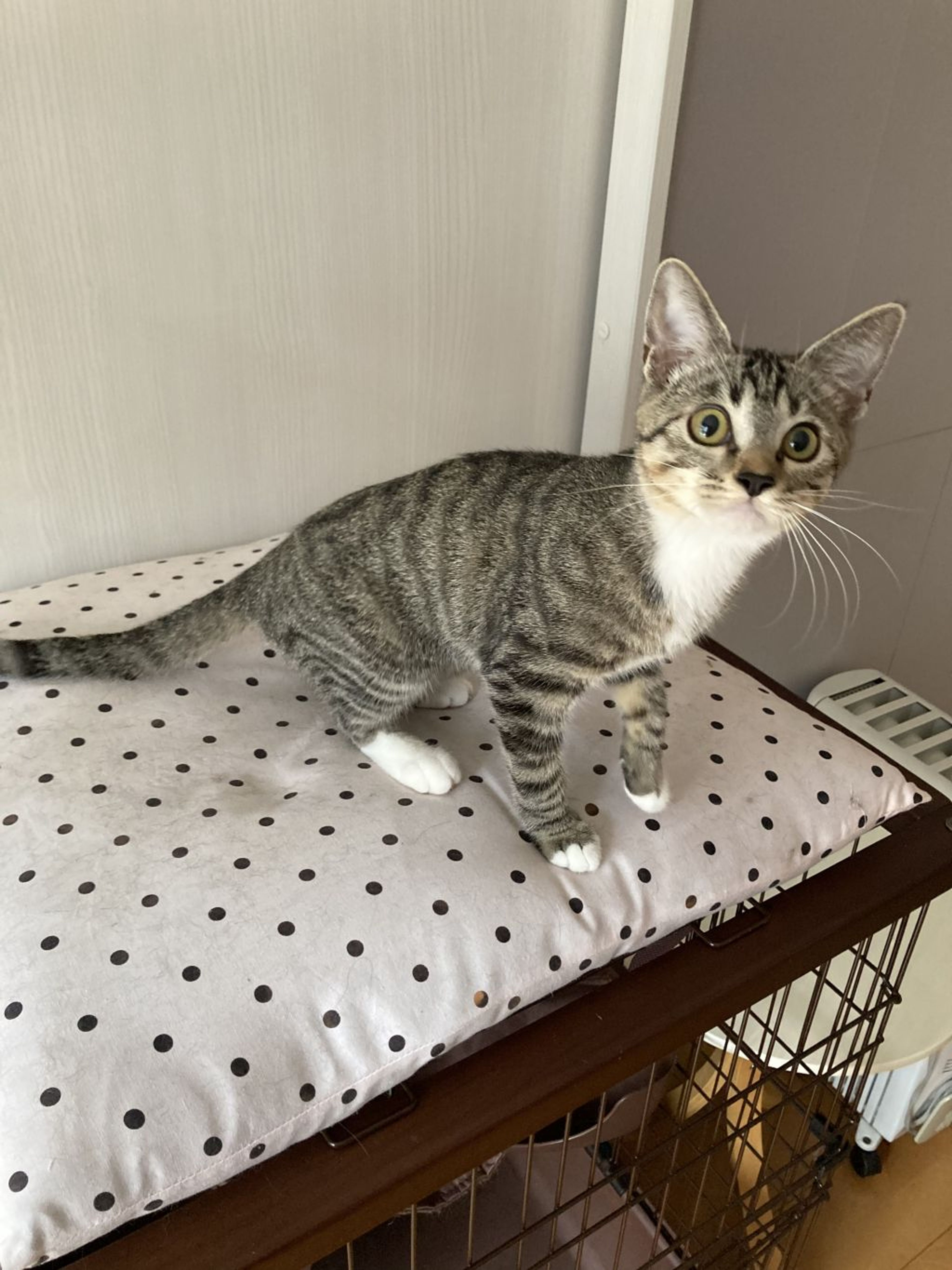 pet-image-8